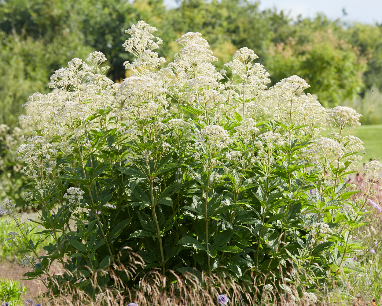 Eupatorium 'Snowball' - Image 5