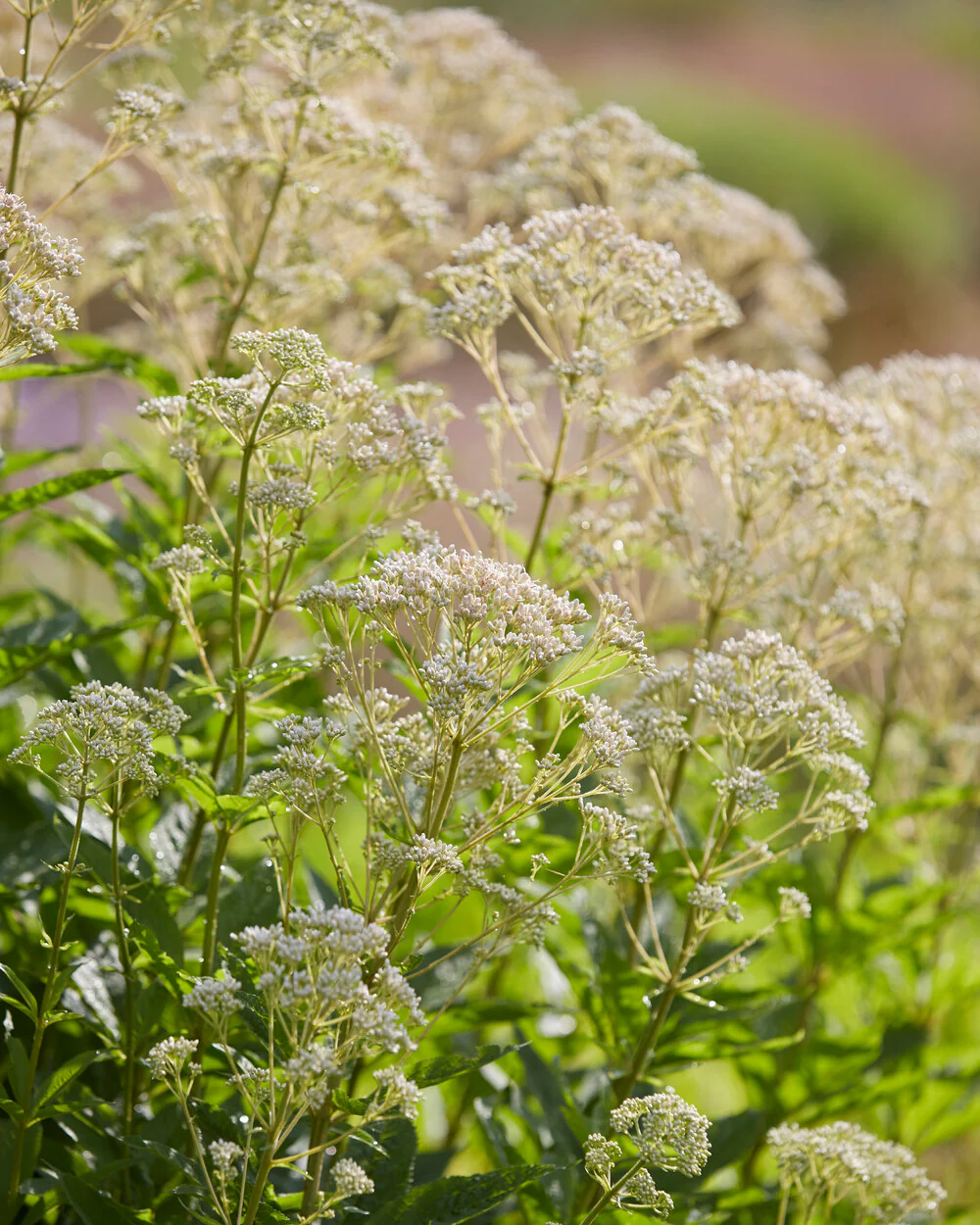 Eupatorium 'Snowball' - Image 7