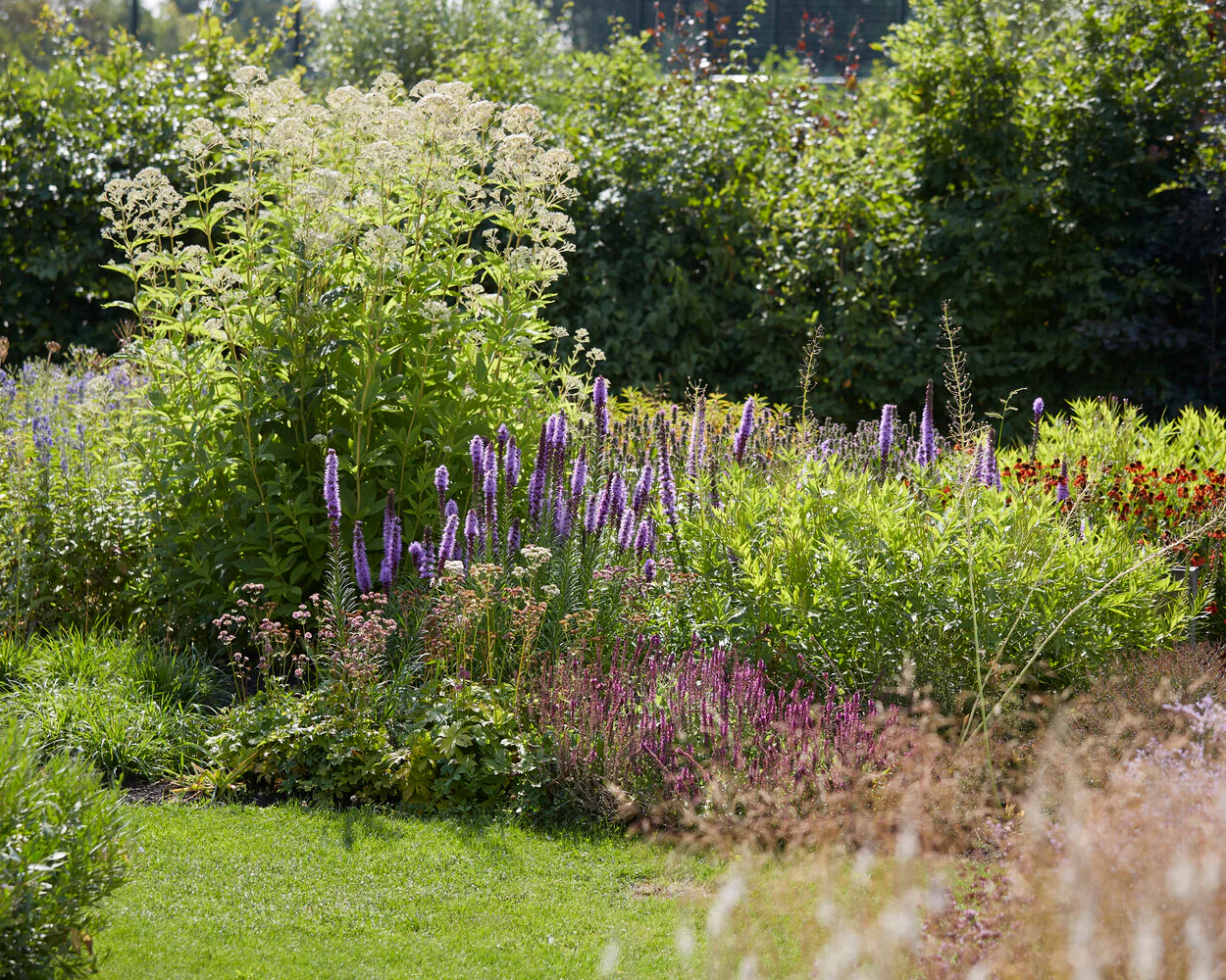 Eupatorium 'Snowball' - Image 8