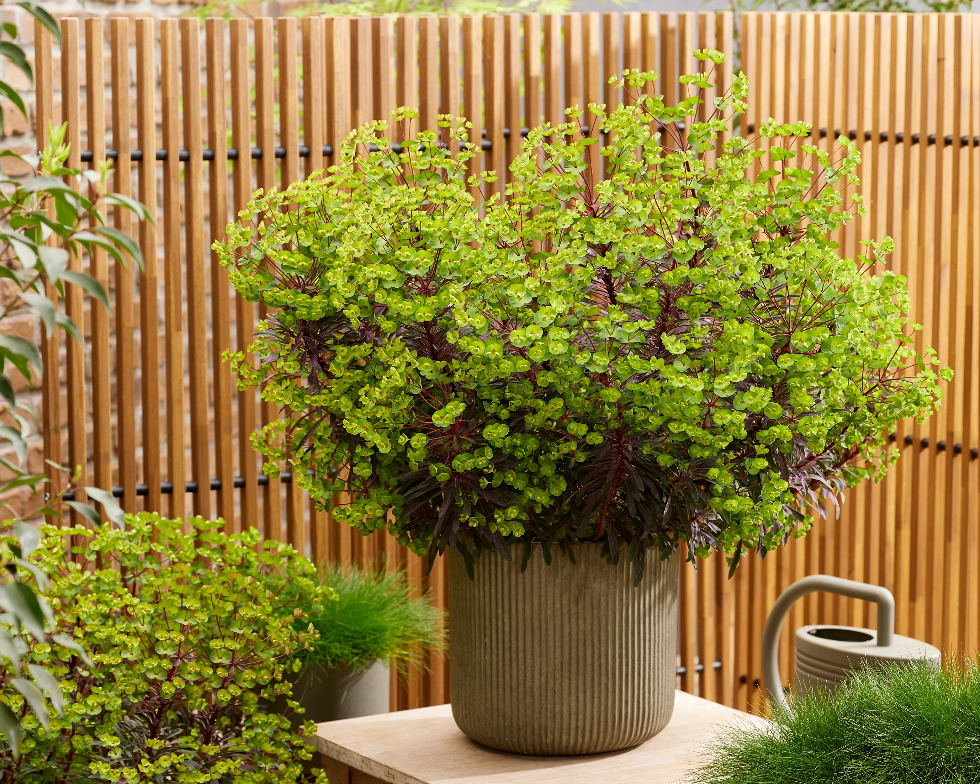 Euphorbia 'Miners Merlot' - Image 7