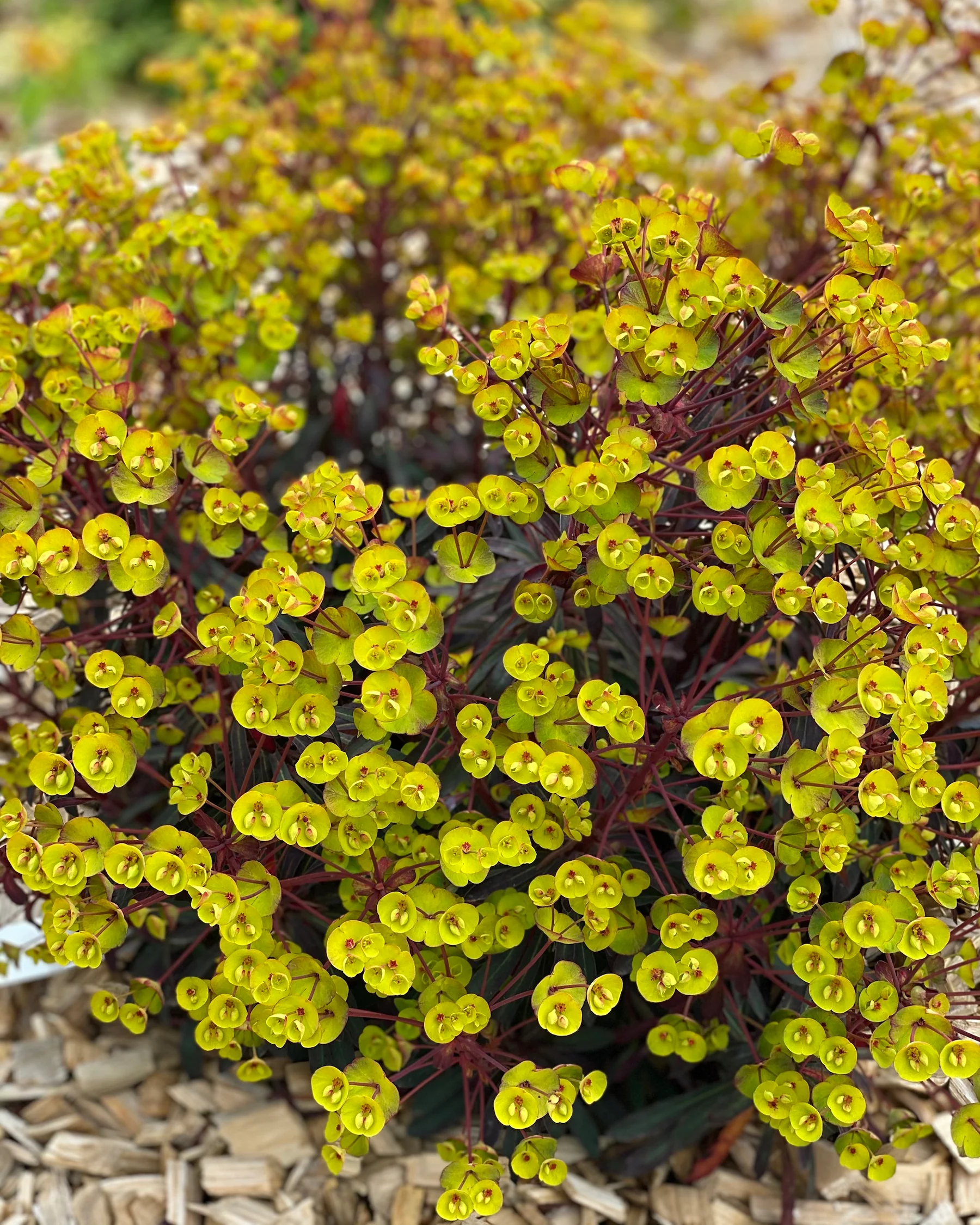 Euphorbia 'Miners Merlot' - Image 8