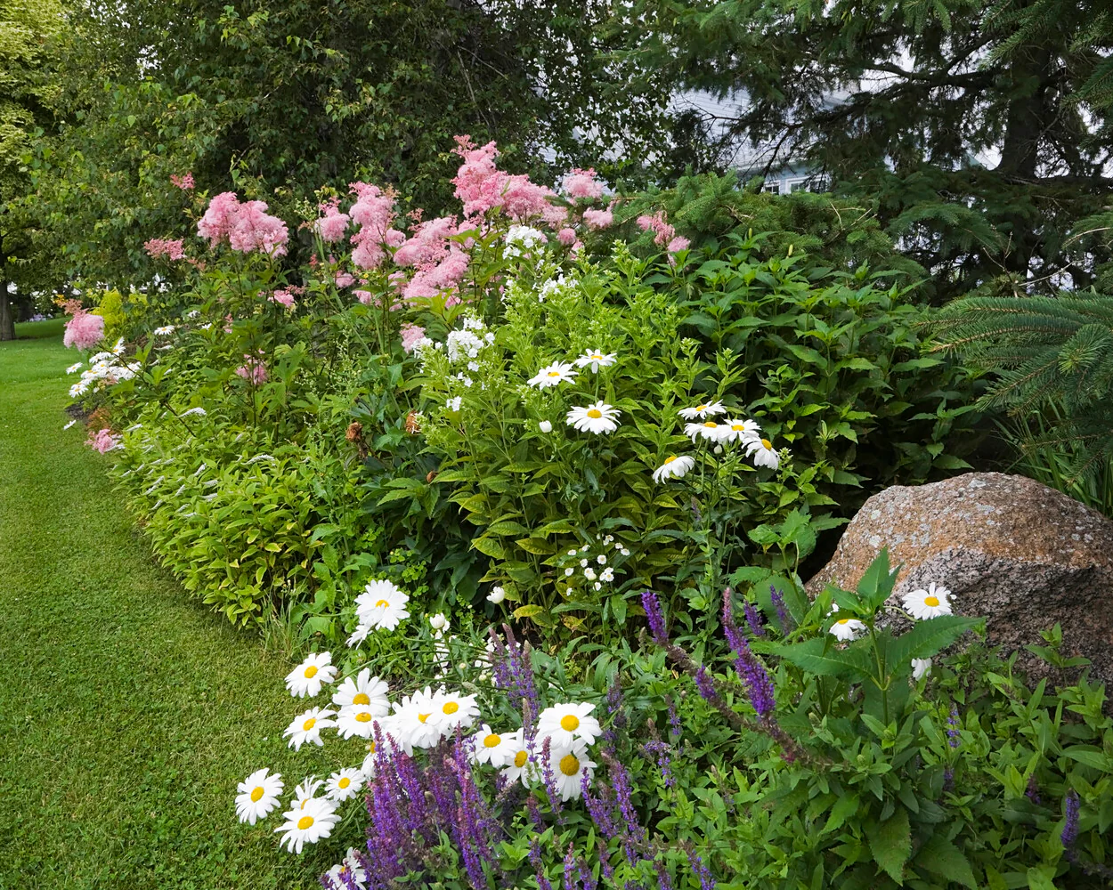 Filipendula 'Venusta' - Image 2