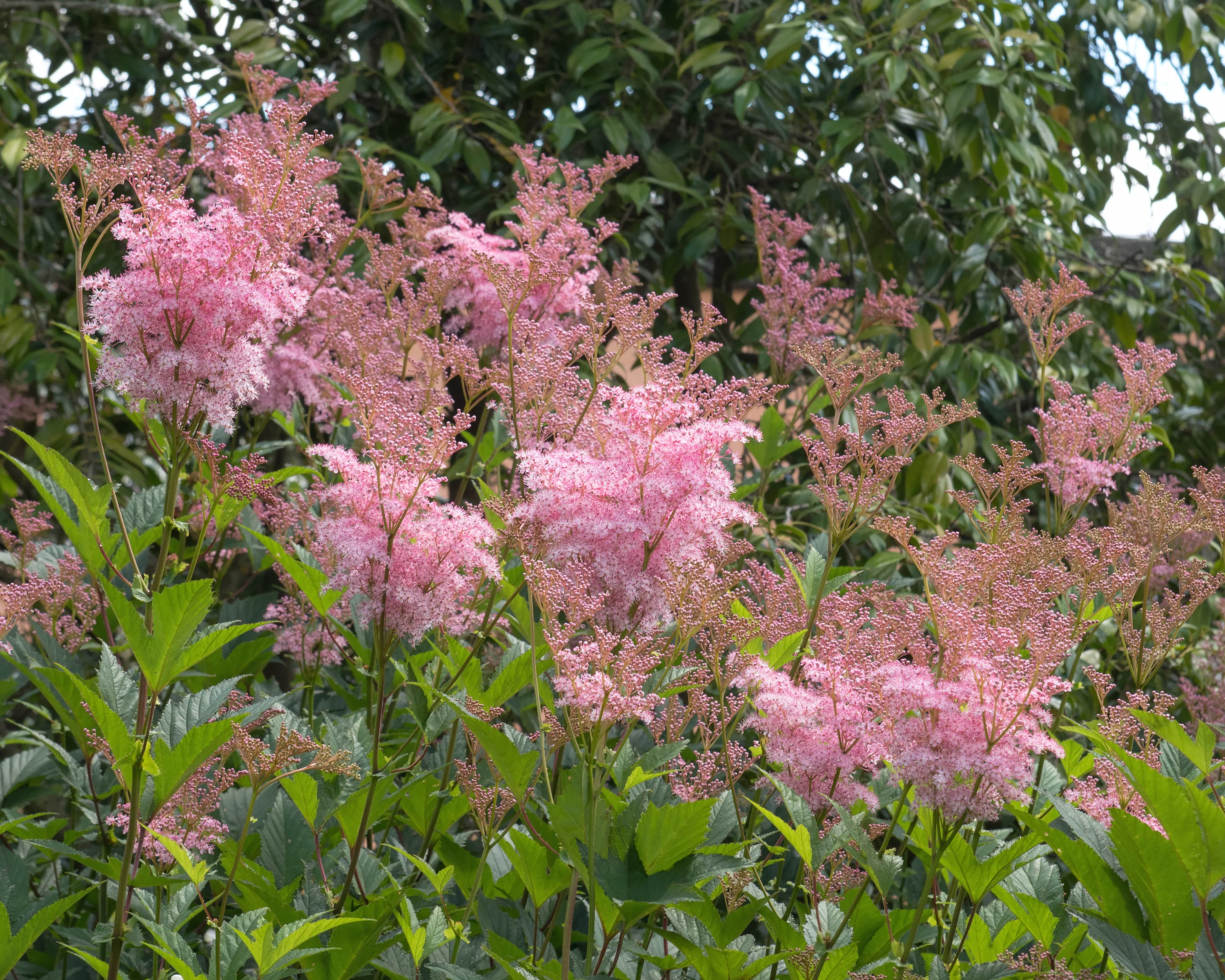Filipendula 'Venusta' - Image 3