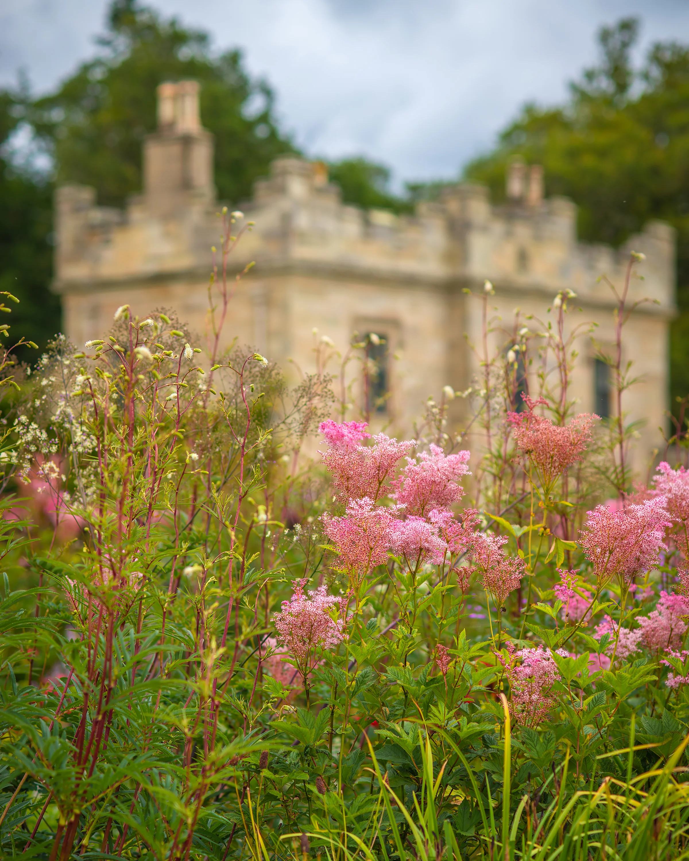 Filipendula 'Venusta' - Image 4