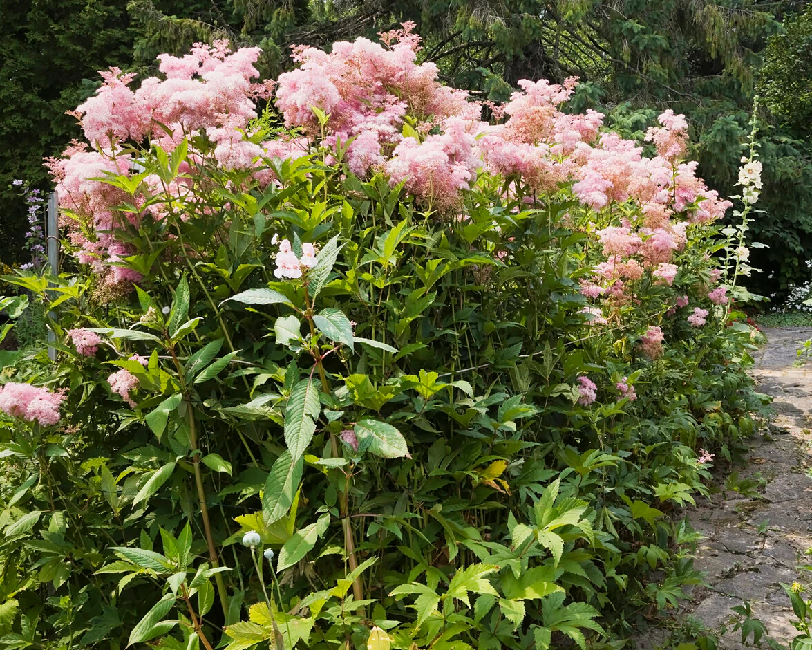 Filipendula 'Venusta' - Image 6