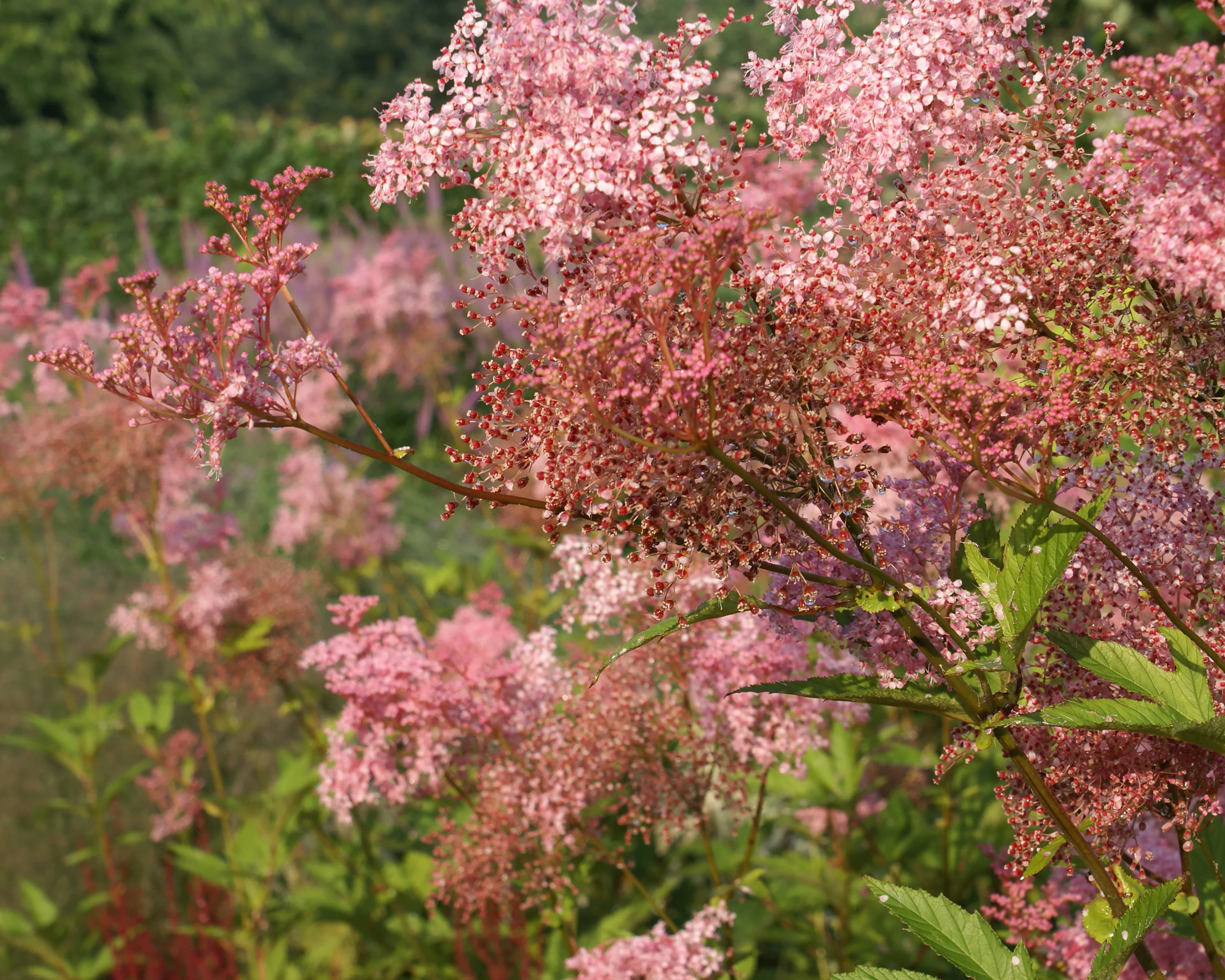 Filipendula 'Venusta' - Image 7