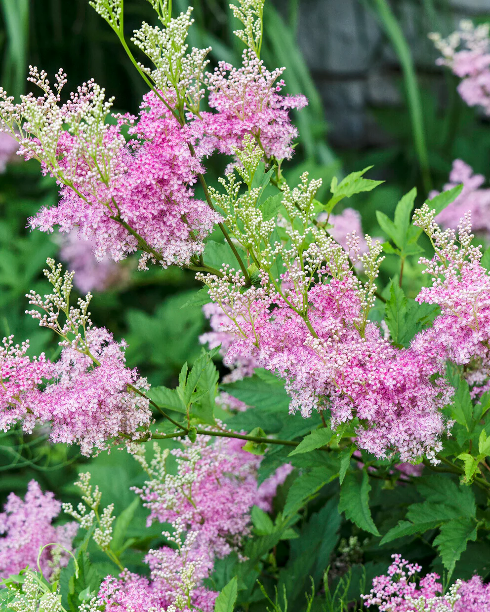 Filipendula 'Venusta' - Image 9