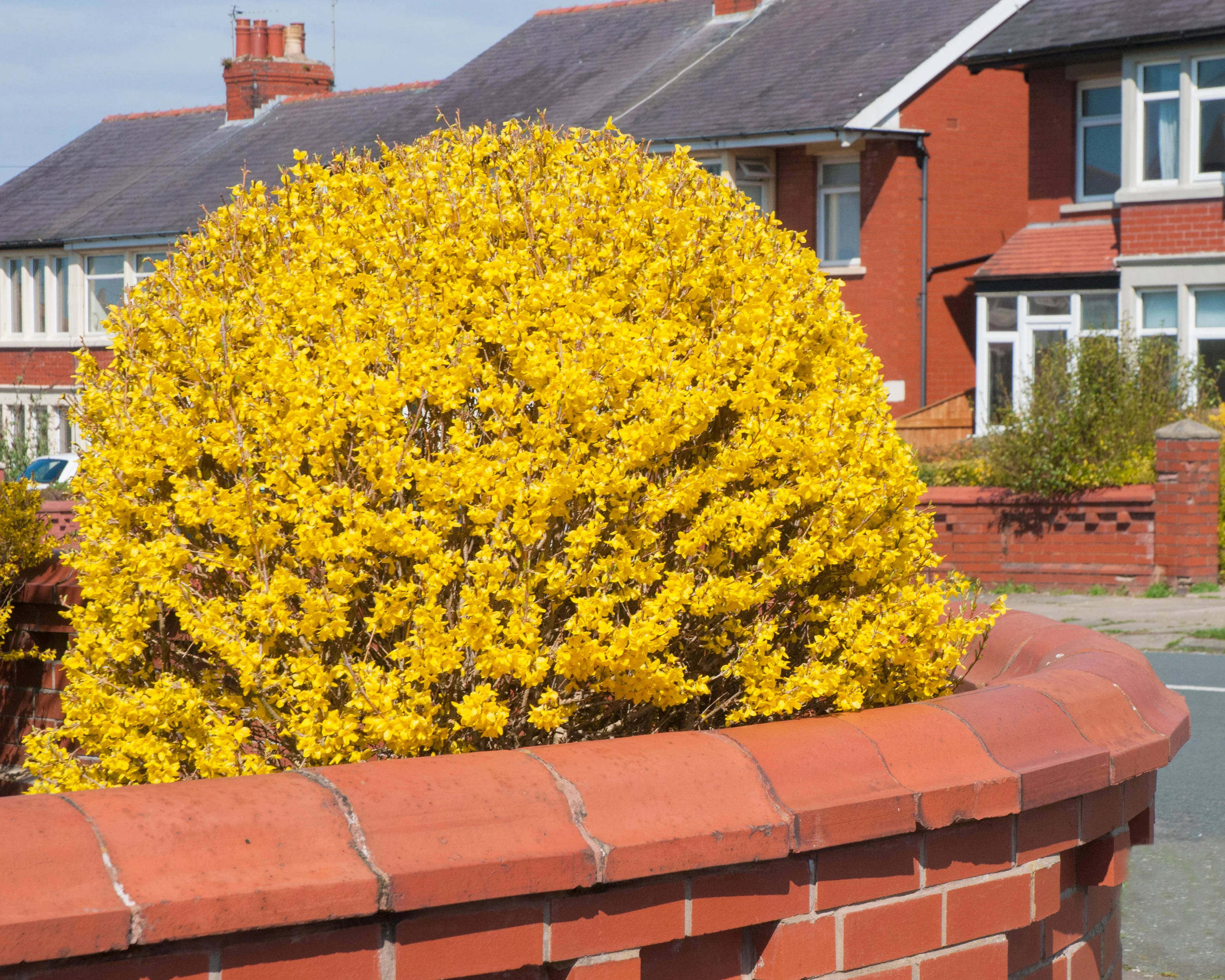 Forsythia 'Lynwood' - Image 4