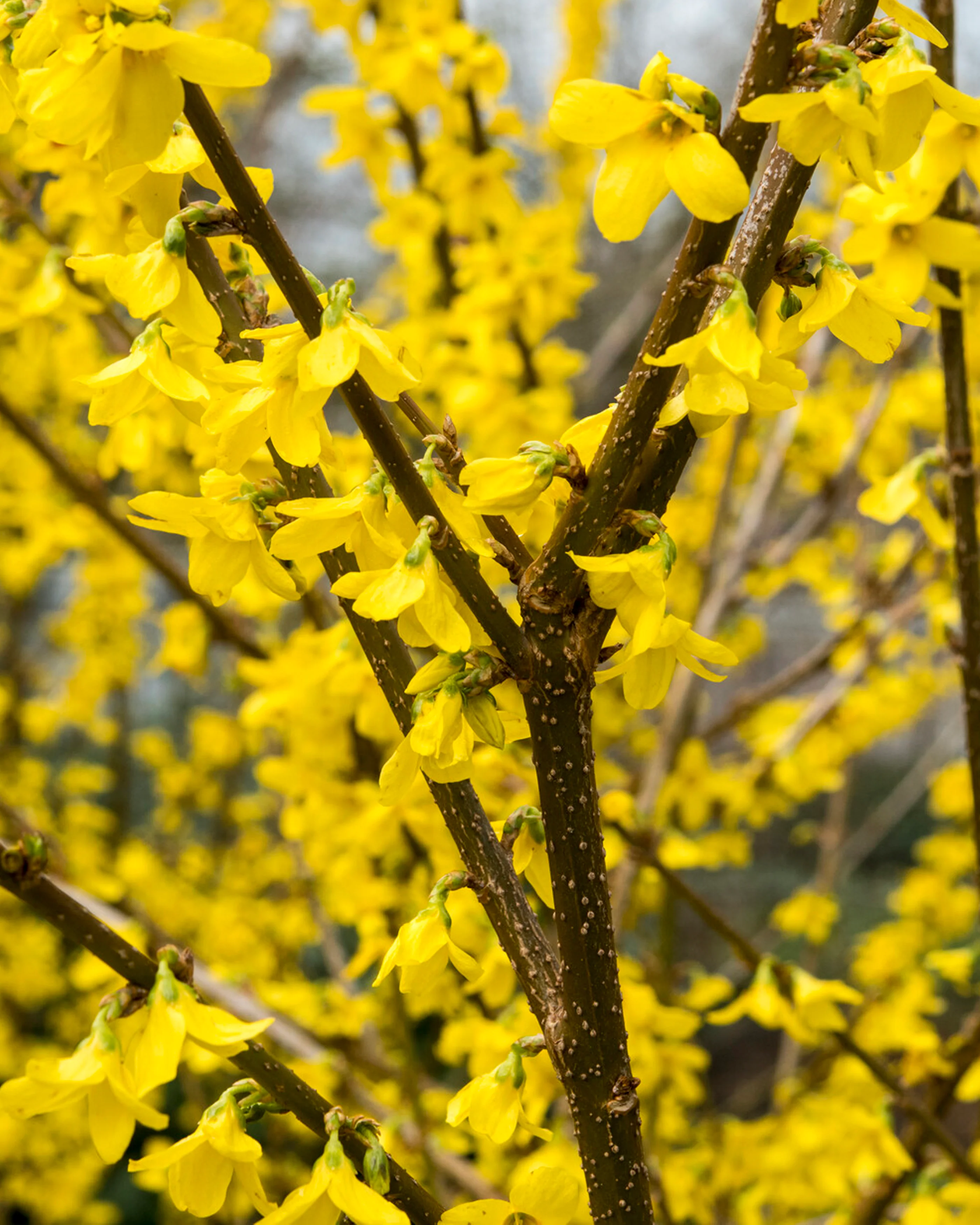 Forsythia 'Lynwood' - Image 7