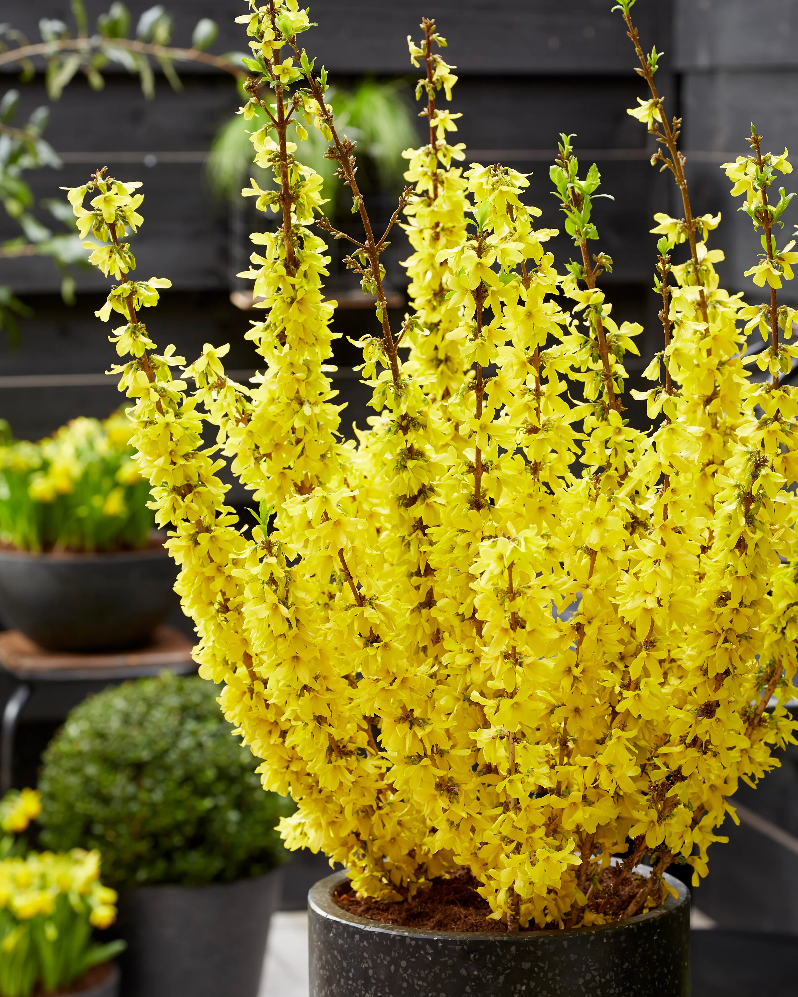Forsythia 'Mikador' - Image 3
