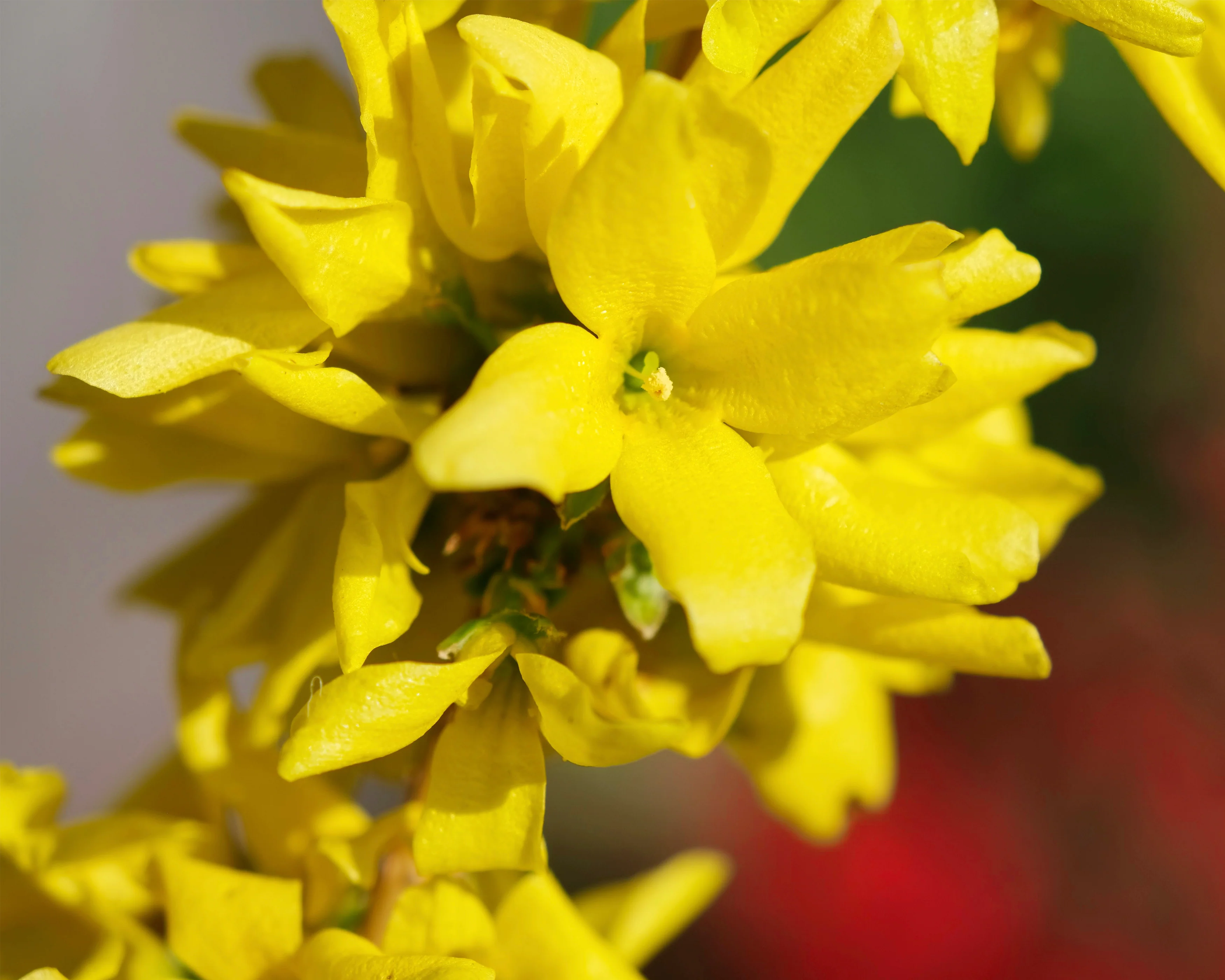 Forsythia 'Mikador' - Image 4