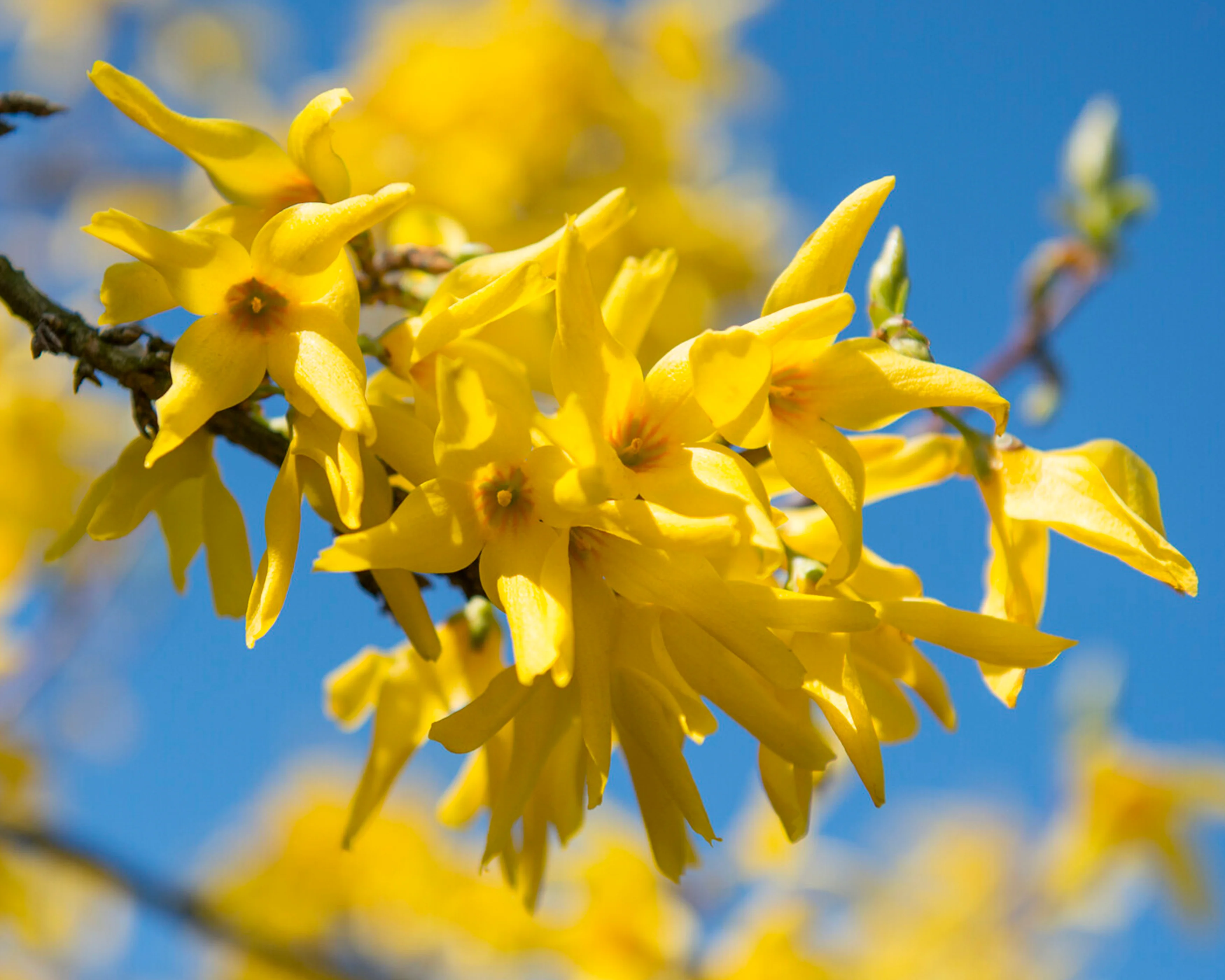 Forsythia 'Spectabilis' - Image 3