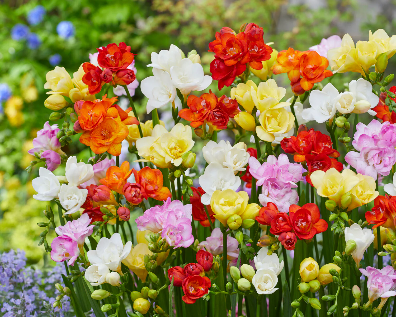 Freesia 'Double Mix' - Image 3