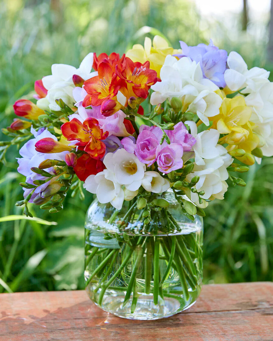 Freesia 'Single Mix' - Image 2