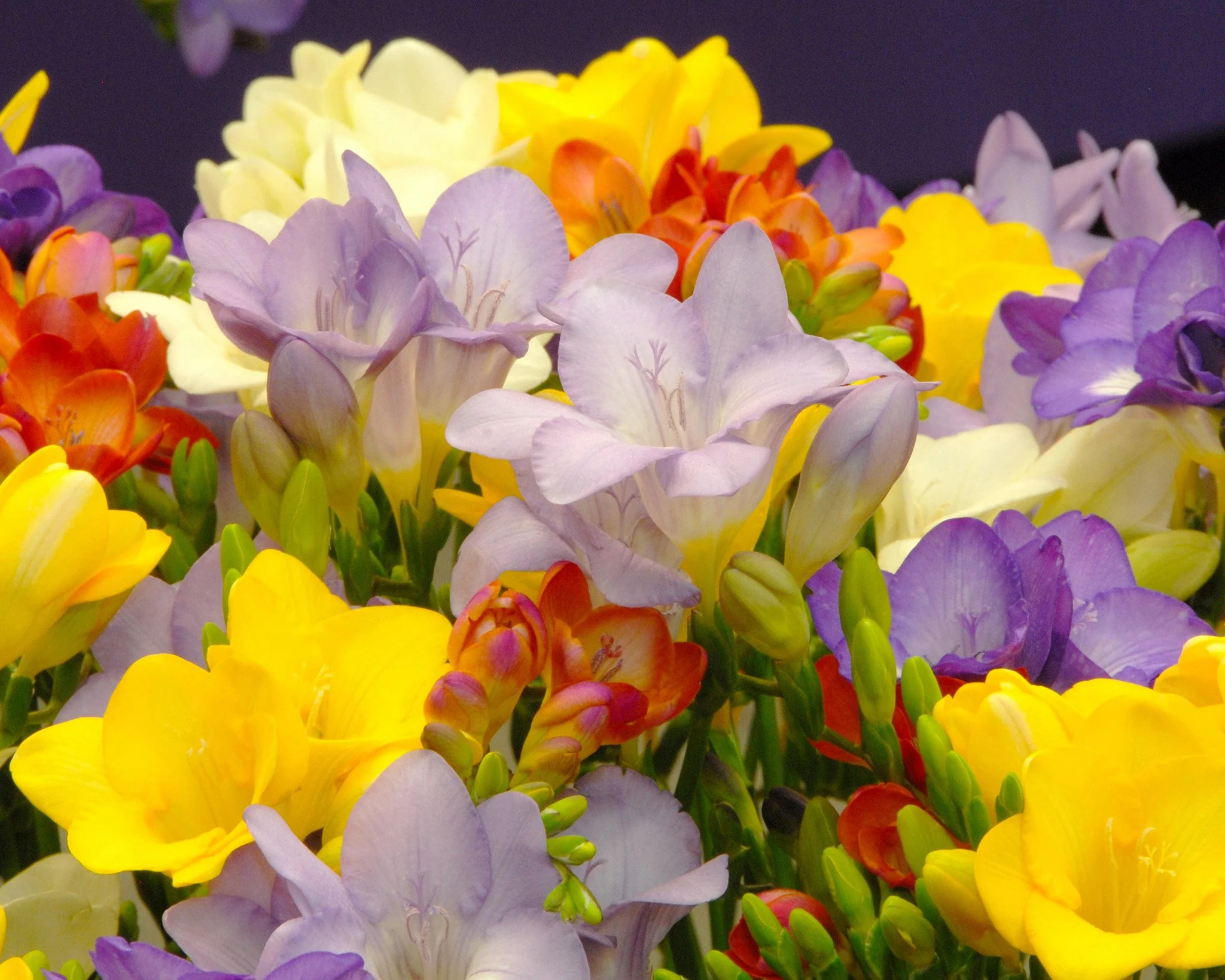 Freesia 'Single Mix' - Image 6