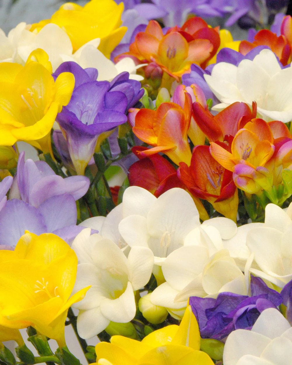 Freesia 'Single Mix' - Image 7