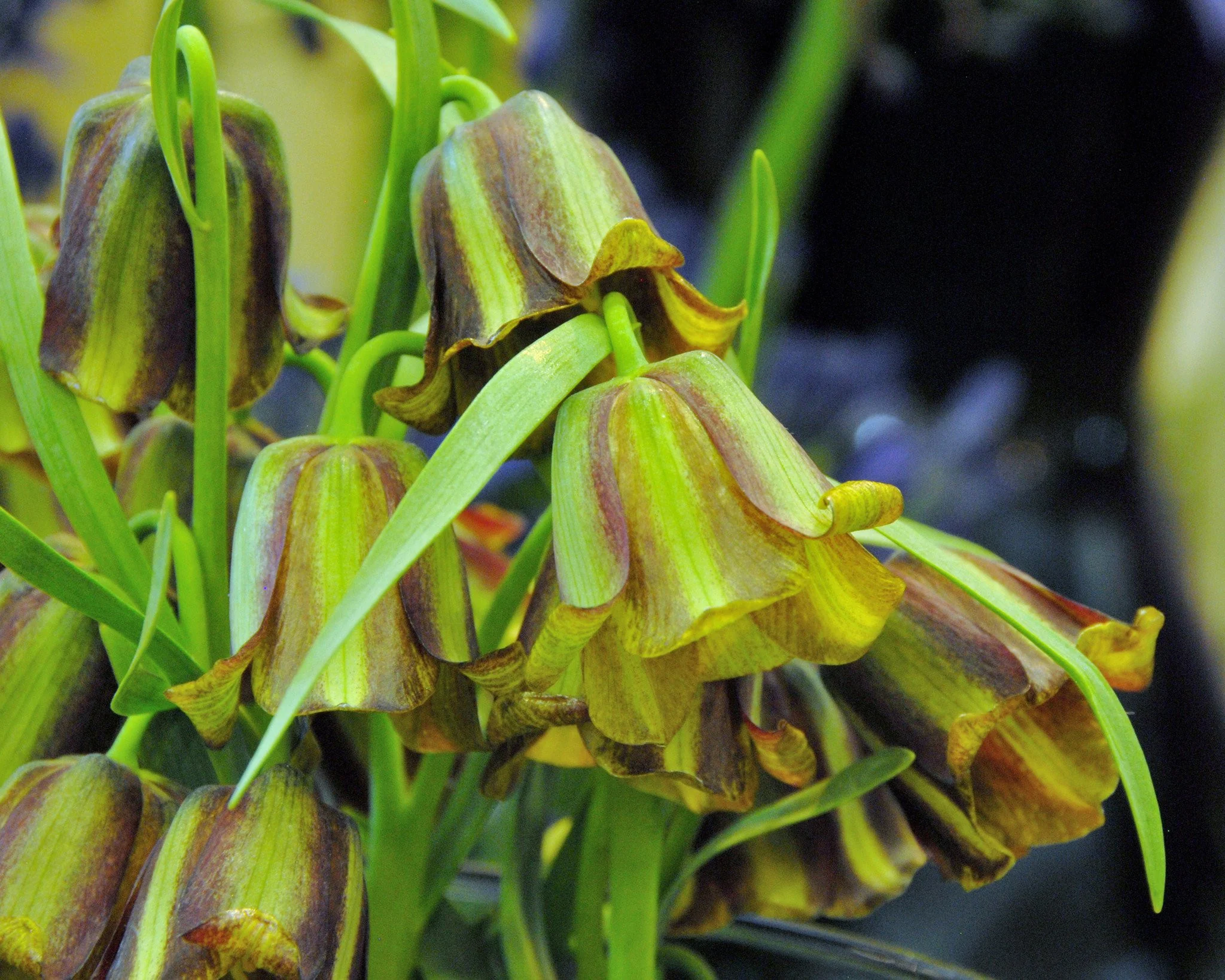 Fritillaria acmopetala - Image 10