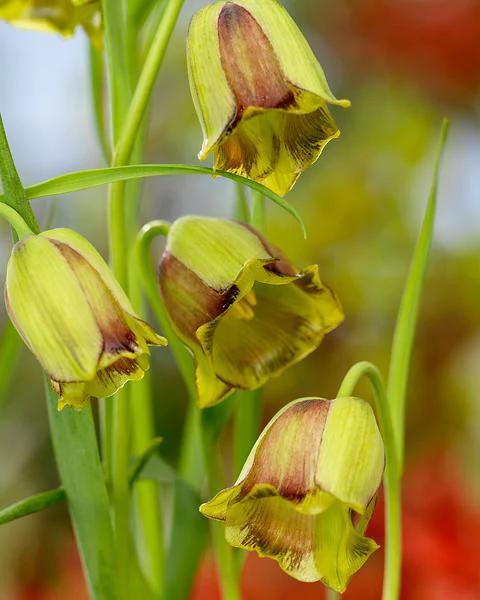 Fritillaria acmopetala - Image 3