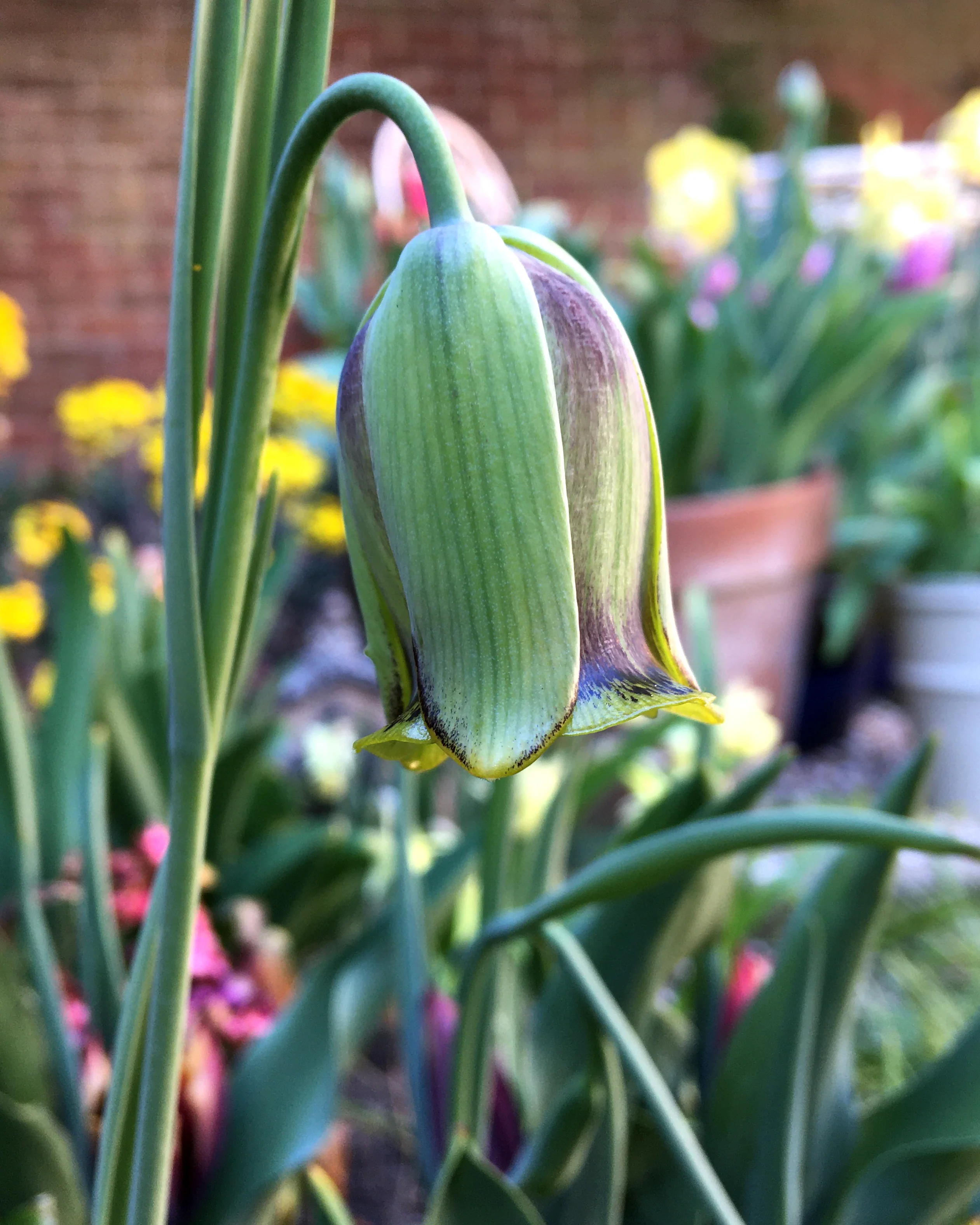 Fritillaria acmopetala - Image 5