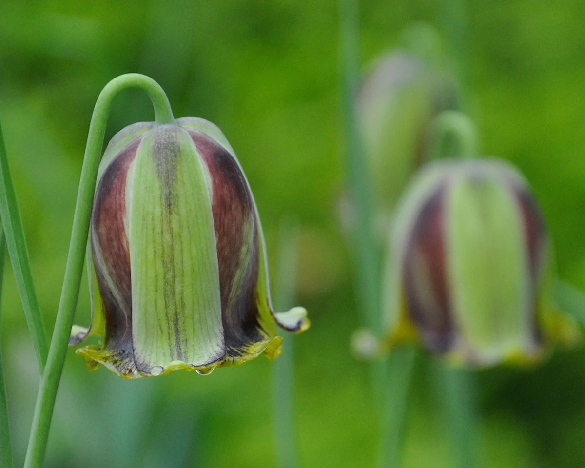 Fritillaria acmopetala - Image 6