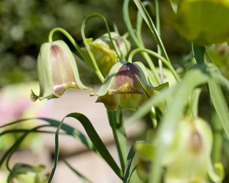 Fritillaria acmopetala - Image 8