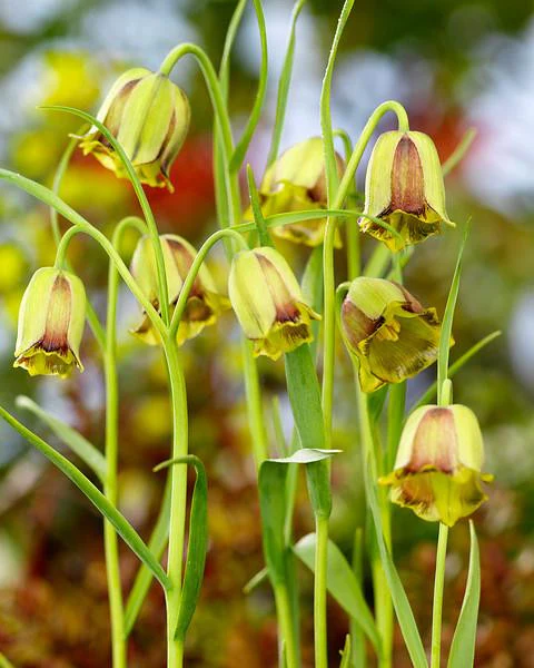 Fritillaria acmopetala - Image 9