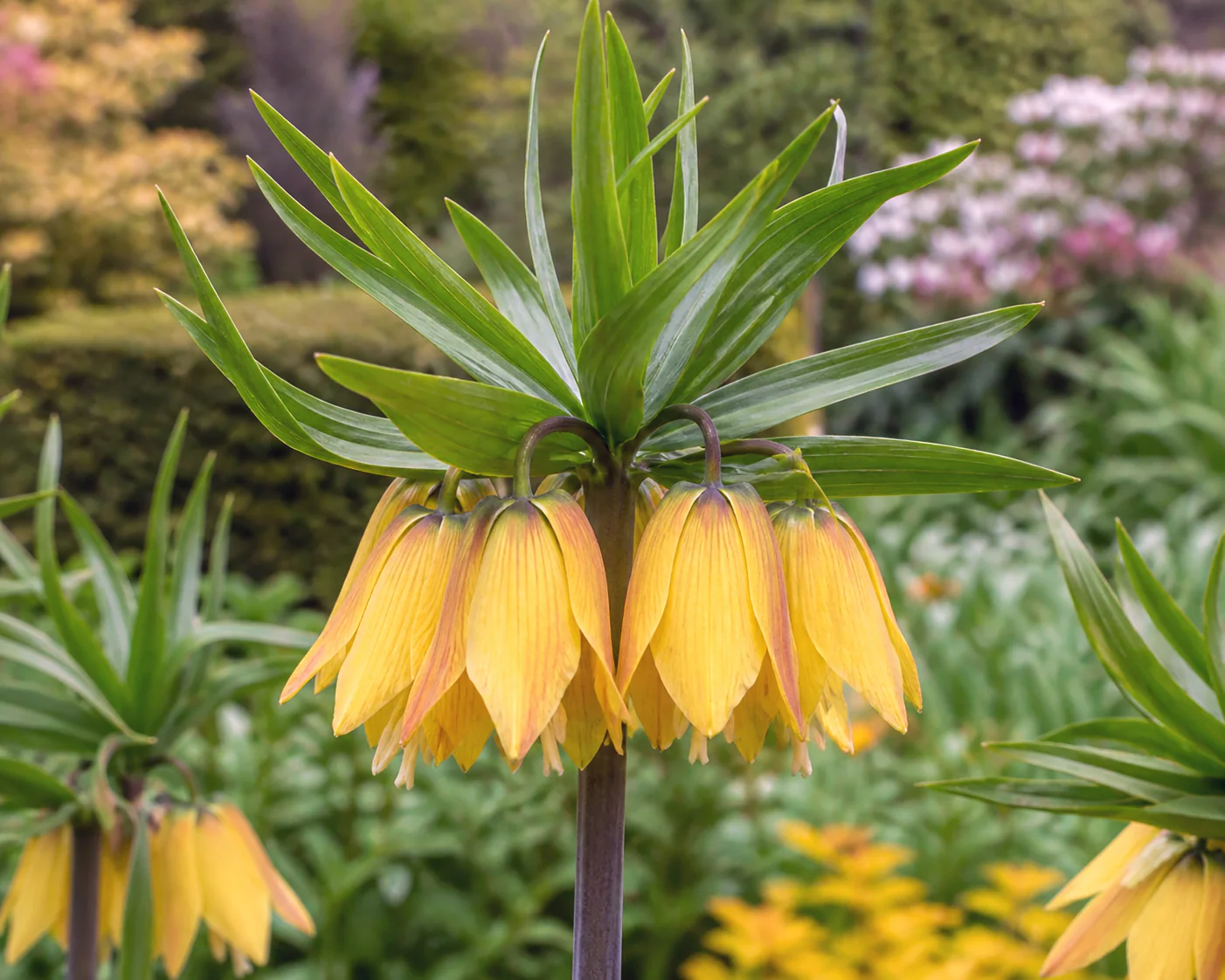 Fritillaria 'Dynamic Beauty' - Image 3