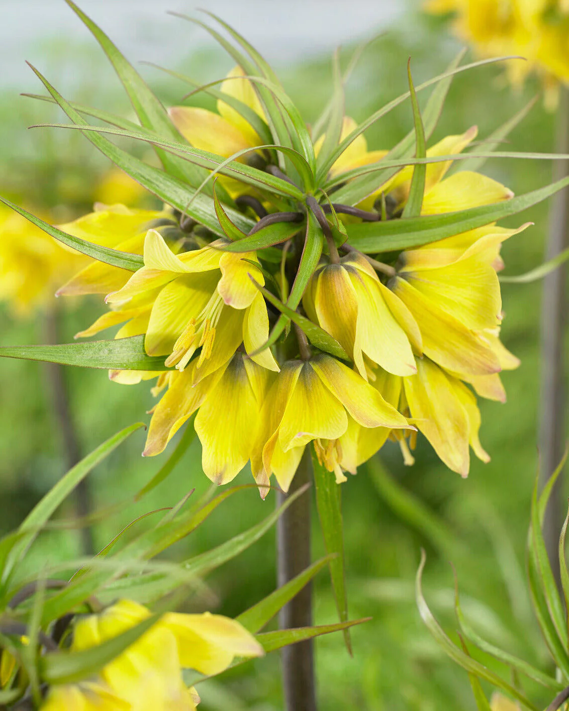 Fritillaria 'Early Sensation'