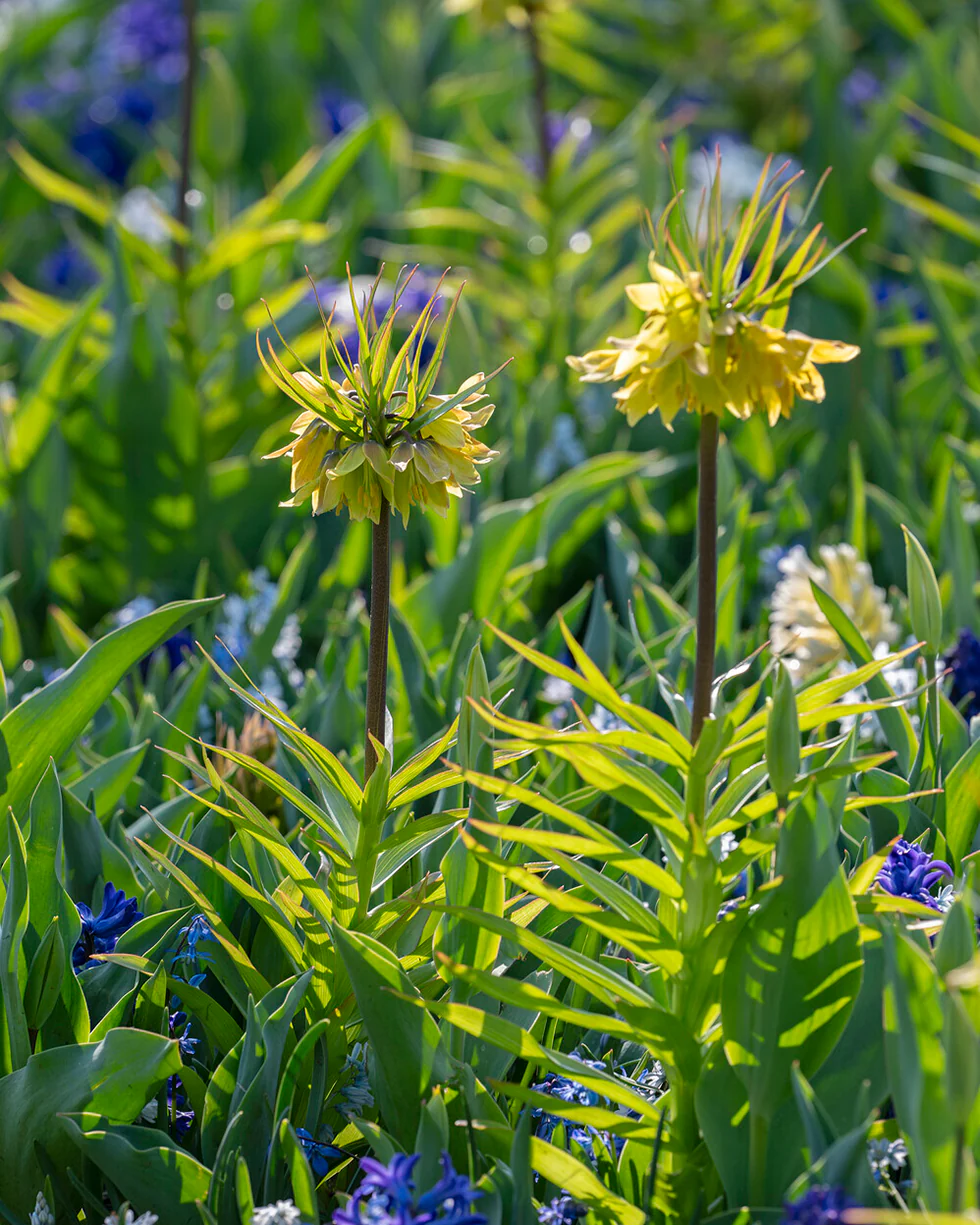 Fritillaria 'Early Sensation' - Image 4