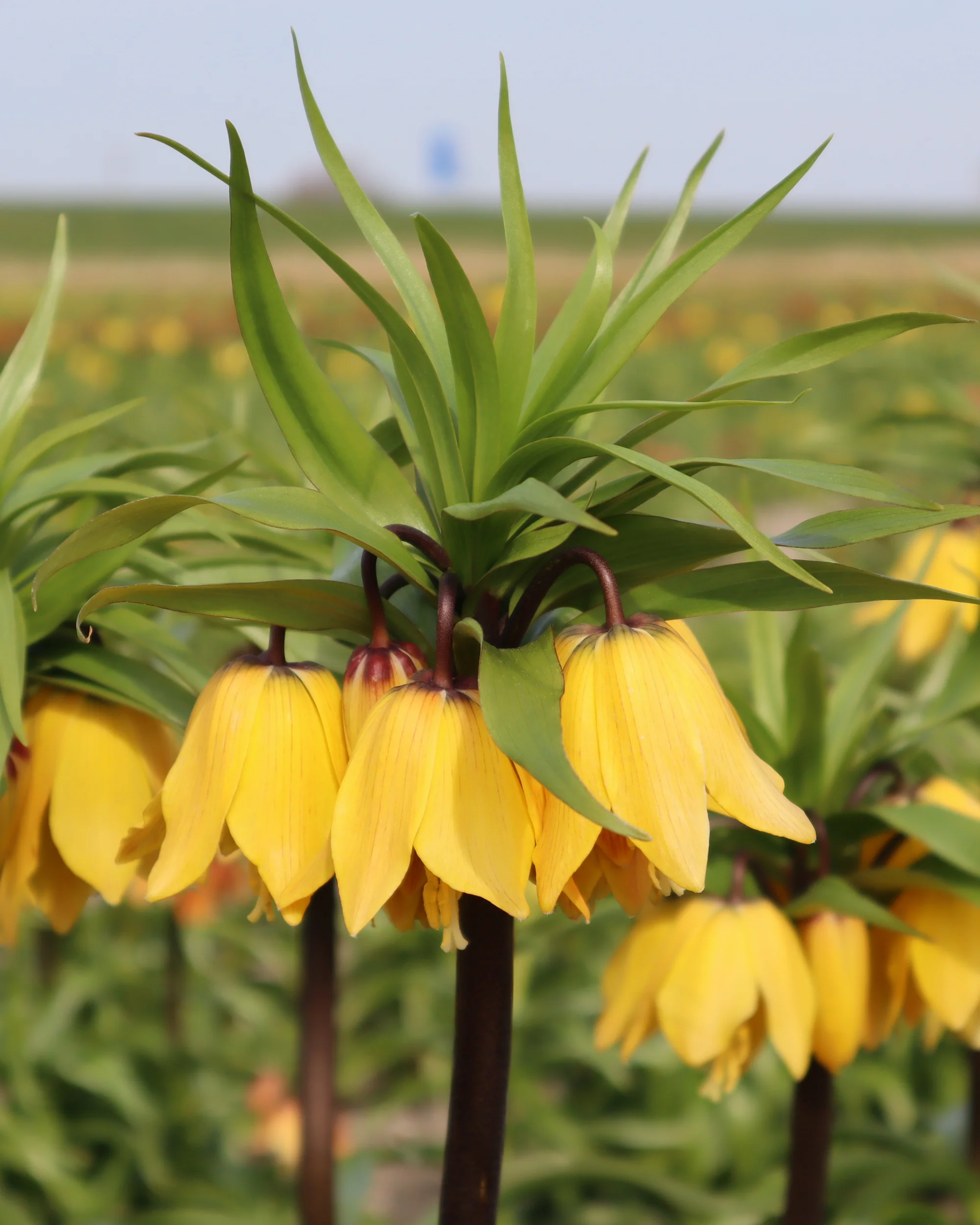 Fritillaria 'Golden Beauty' - Image 3