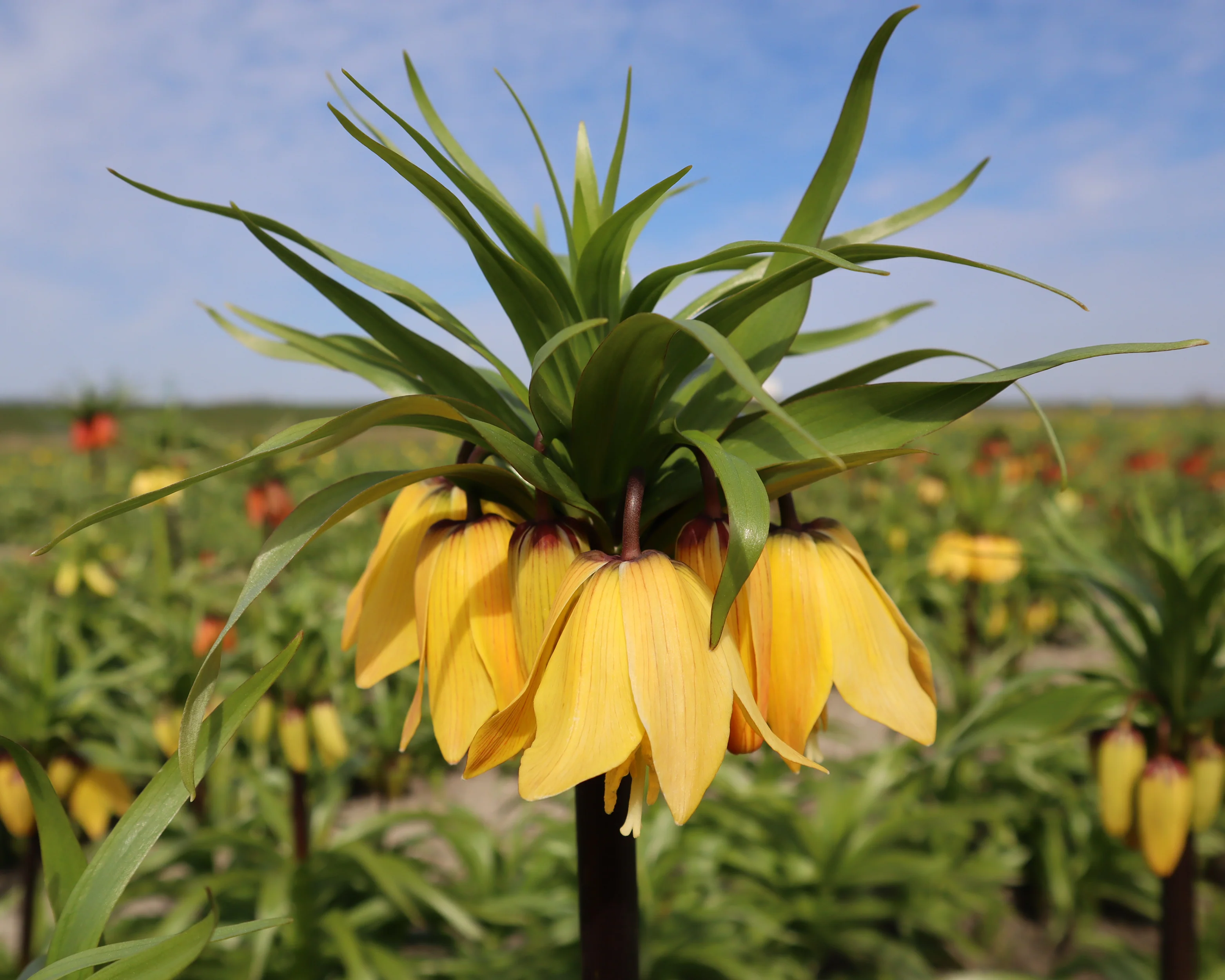 Fritillaria 'Golden Beauty' - Image 4