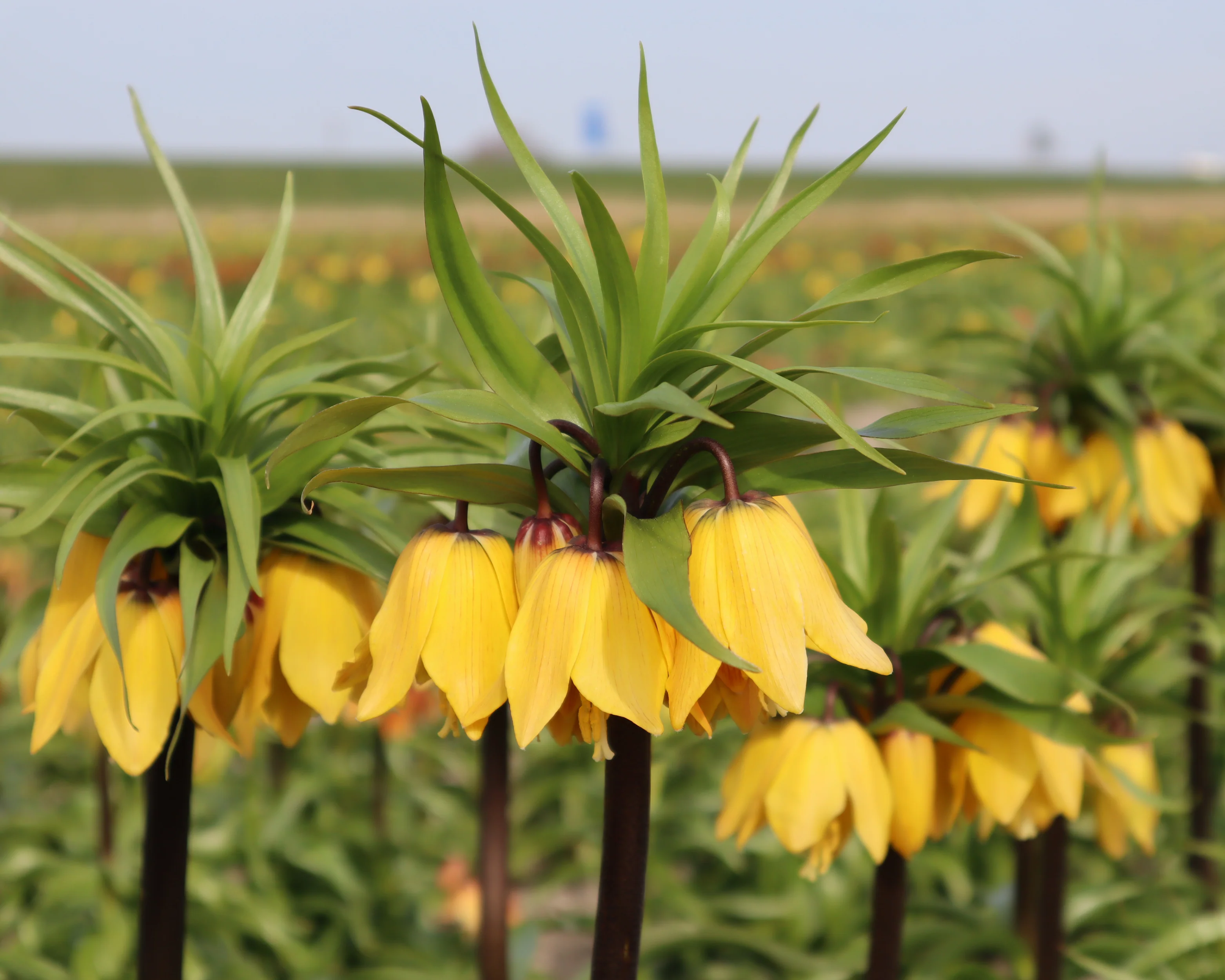 Fritillaria 'Golden Beauty' - Image 5