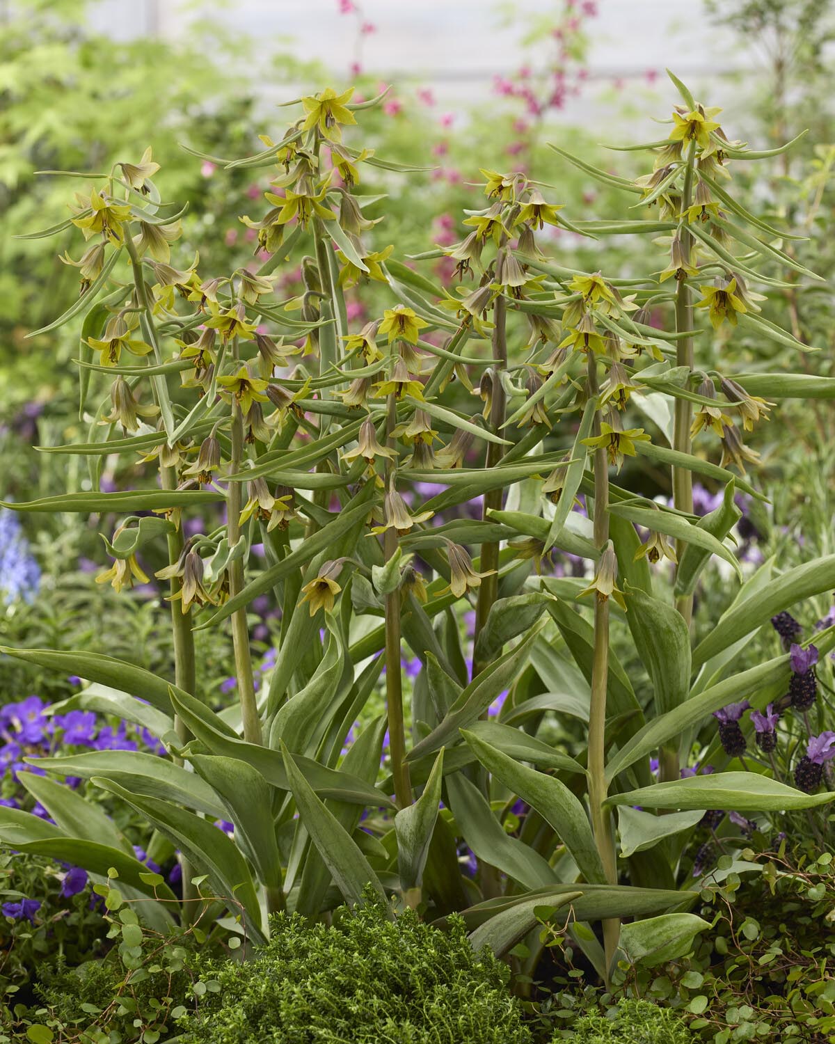Fritillaria 'Green Eyes' - Image 3