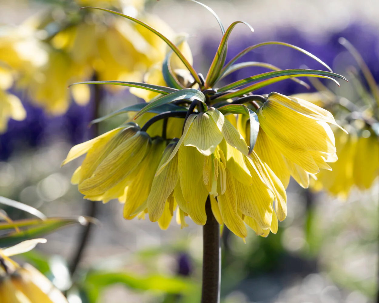 Fritillaria 'Helena' - Image 3
