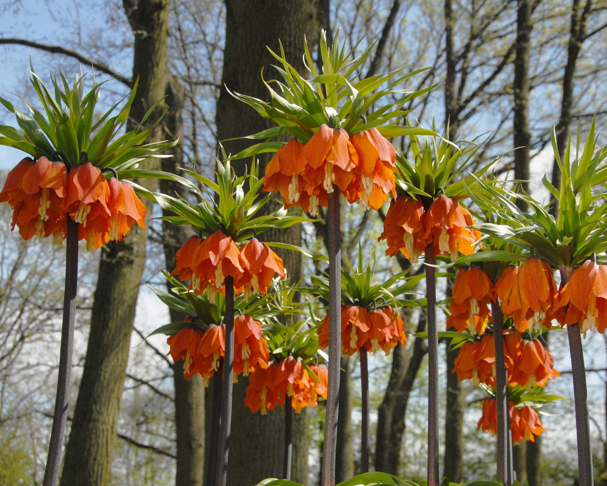 Fritillaria imperialis 'Aurora' - Image 7