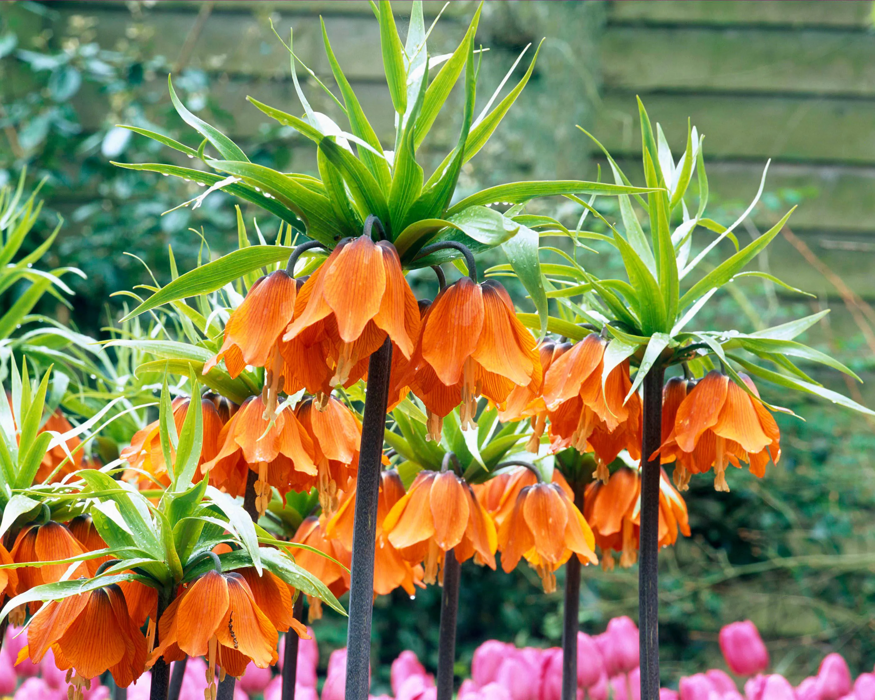 Fritillaria imperialis 'Aurora' - Image 9