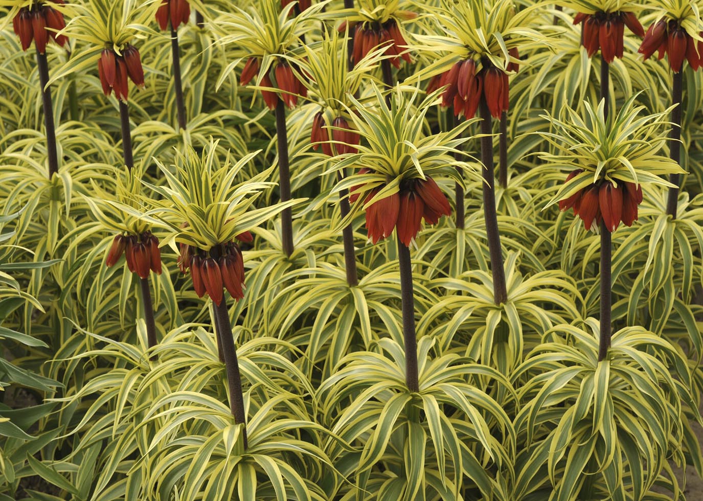 Fritillaria imperialis 'Aureomarginata' - Image 3
