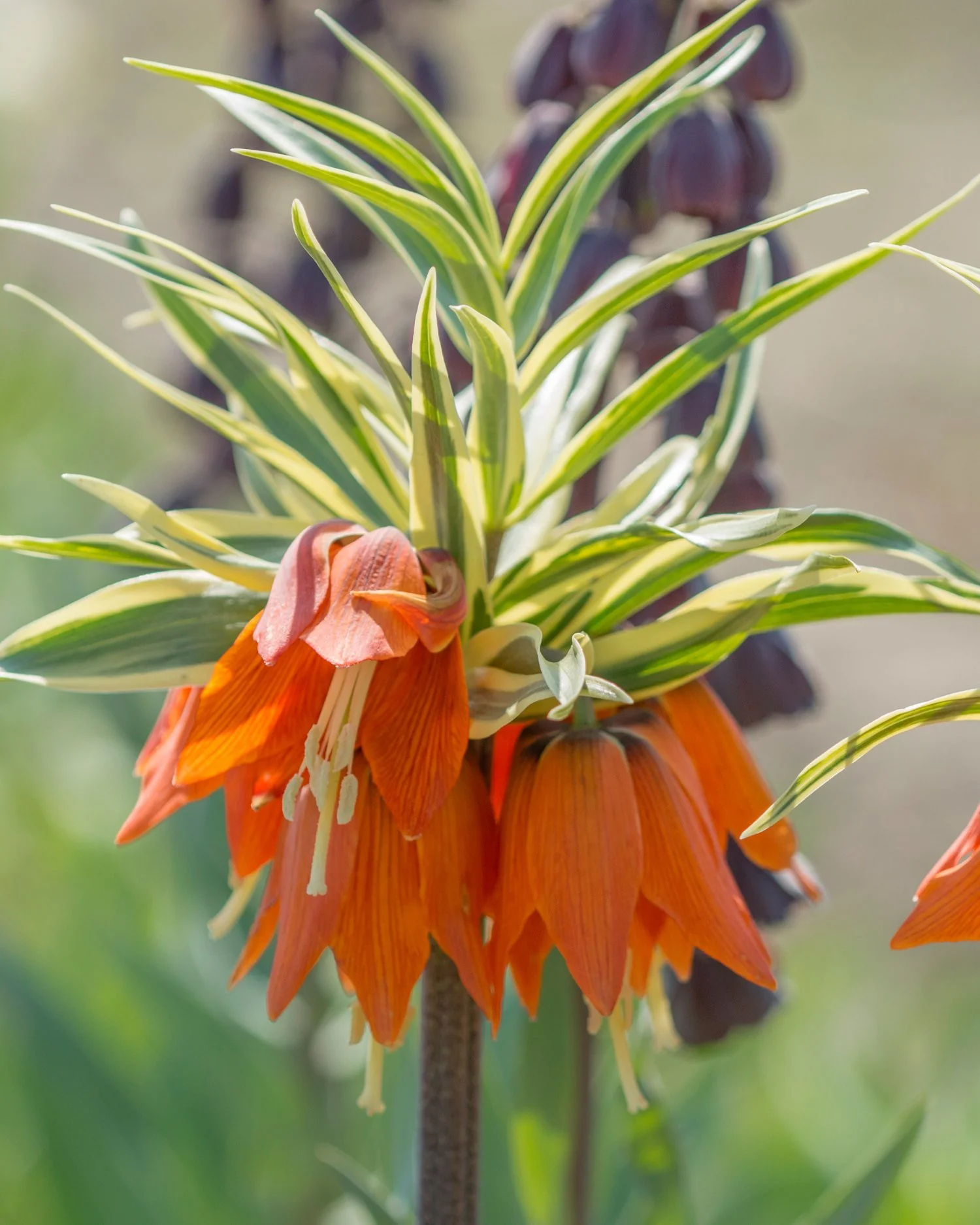 Fritillaria imperialis 'Aureomarginata' - Image 4