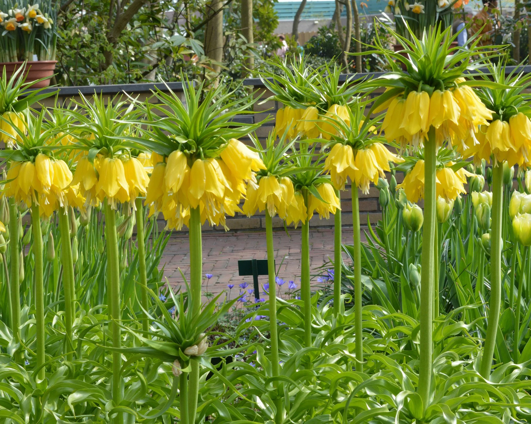 Fritillaria imperialis 'Lutea' - Image 4