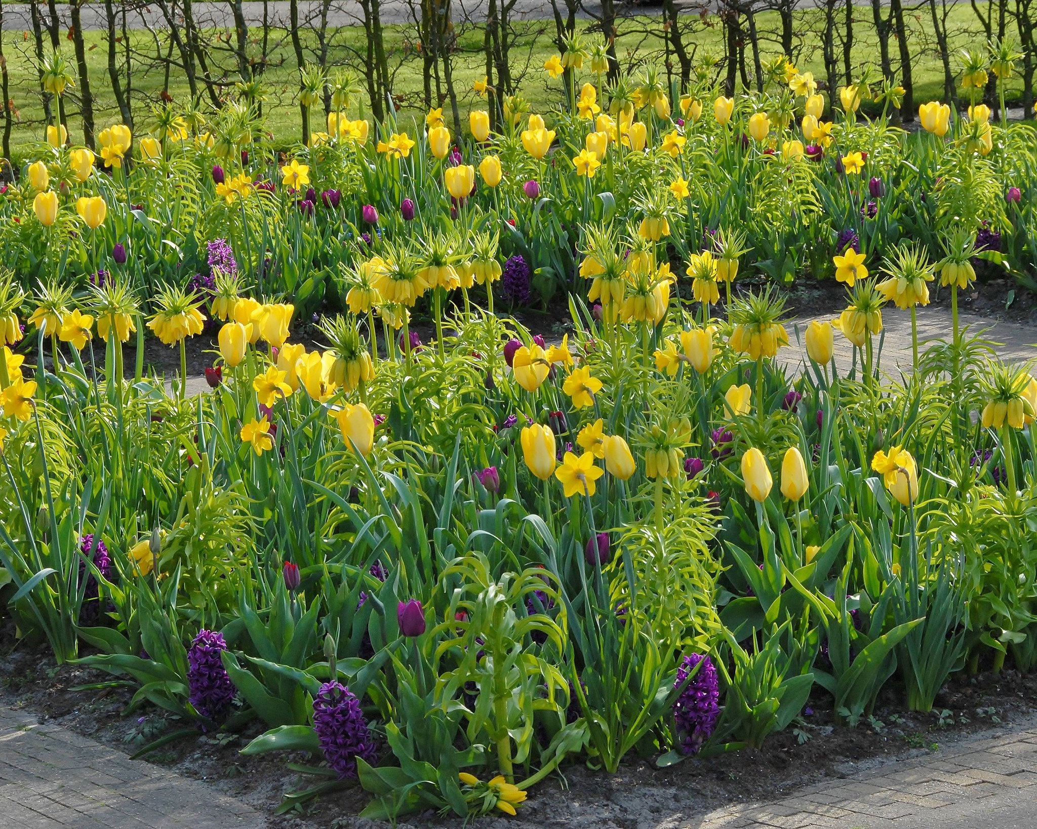 Fritillaria imperialis 'Lutea' - Image 6