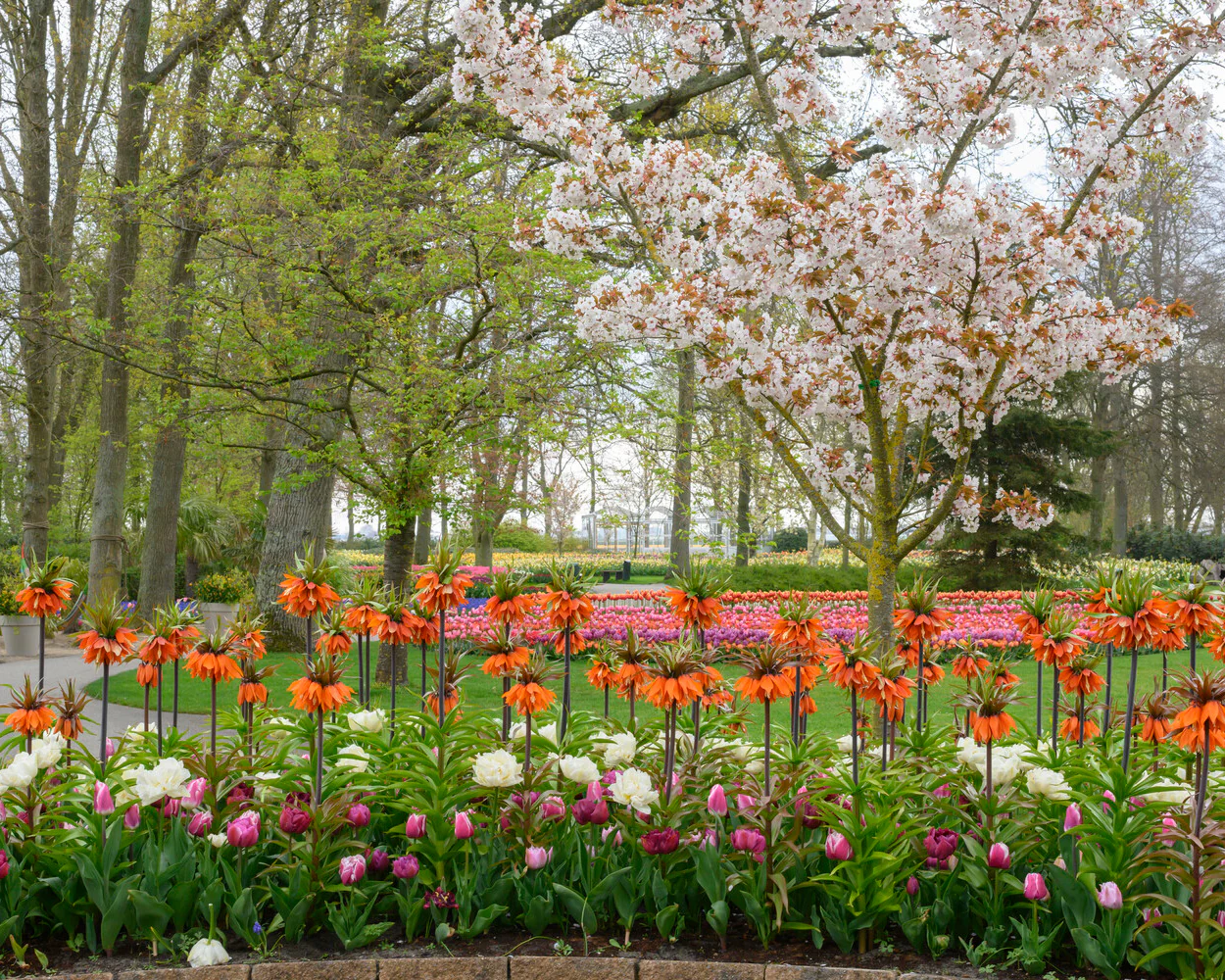 Fritillaria 'Orange Beauty' - Image 4