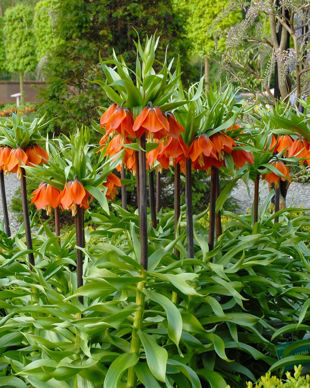 Fritillaria imperialis 'Rubra' - Image 3