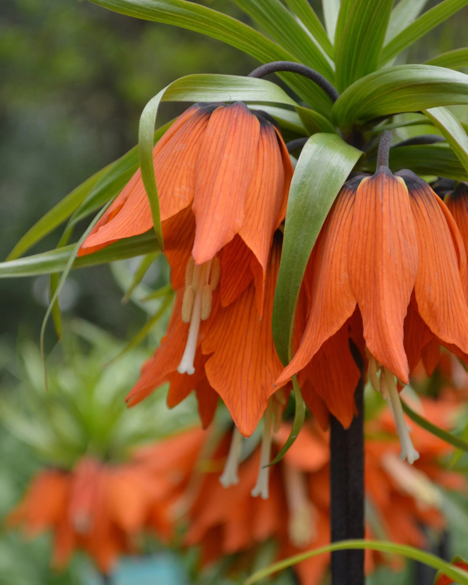 Fritillaria imperialis 'Rubra' - Image 6