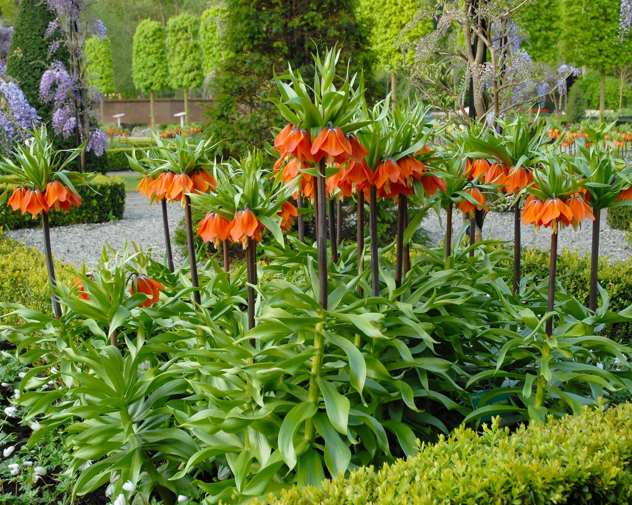 Fritillaria imperialis 'Rubra' - Image 7