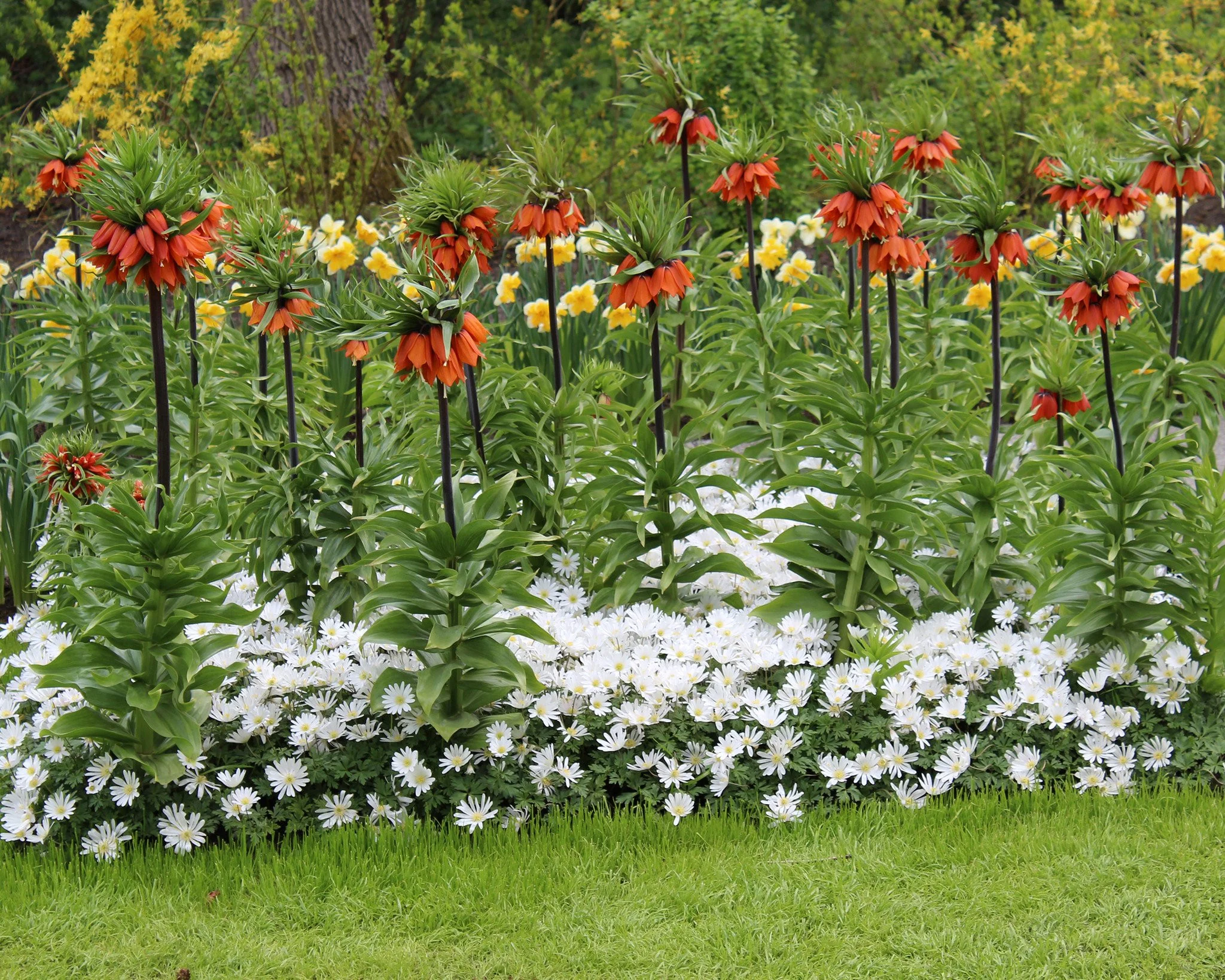 Fritillaria imperialis 'Rubra' - Image 8
