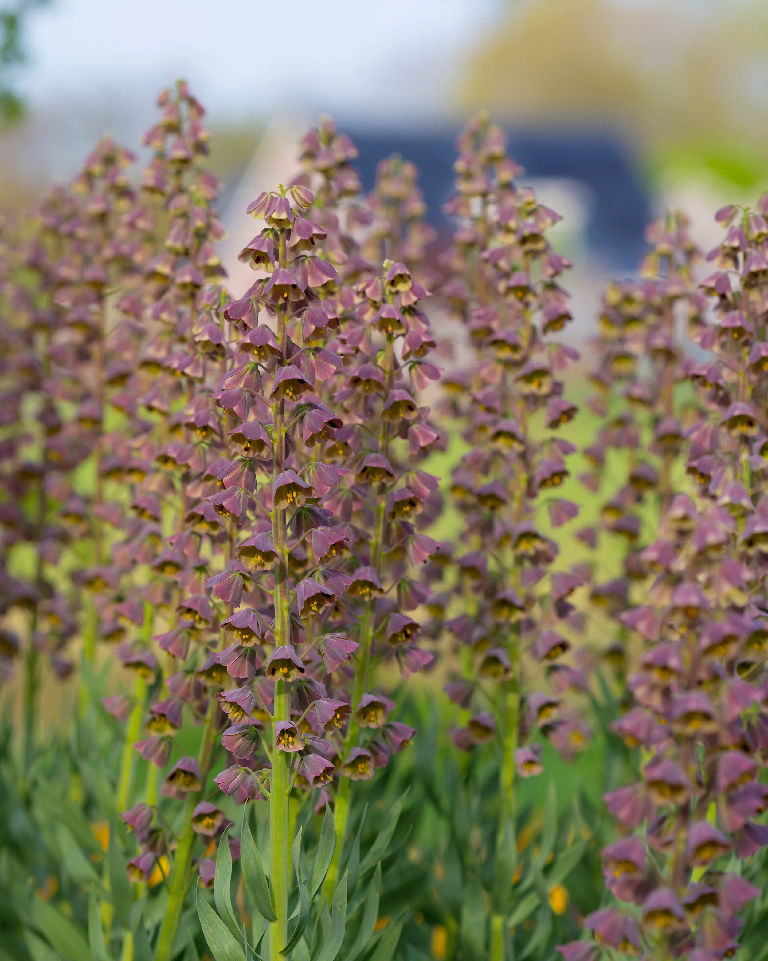 Fritillaria 'Magic Bells' - Image 2