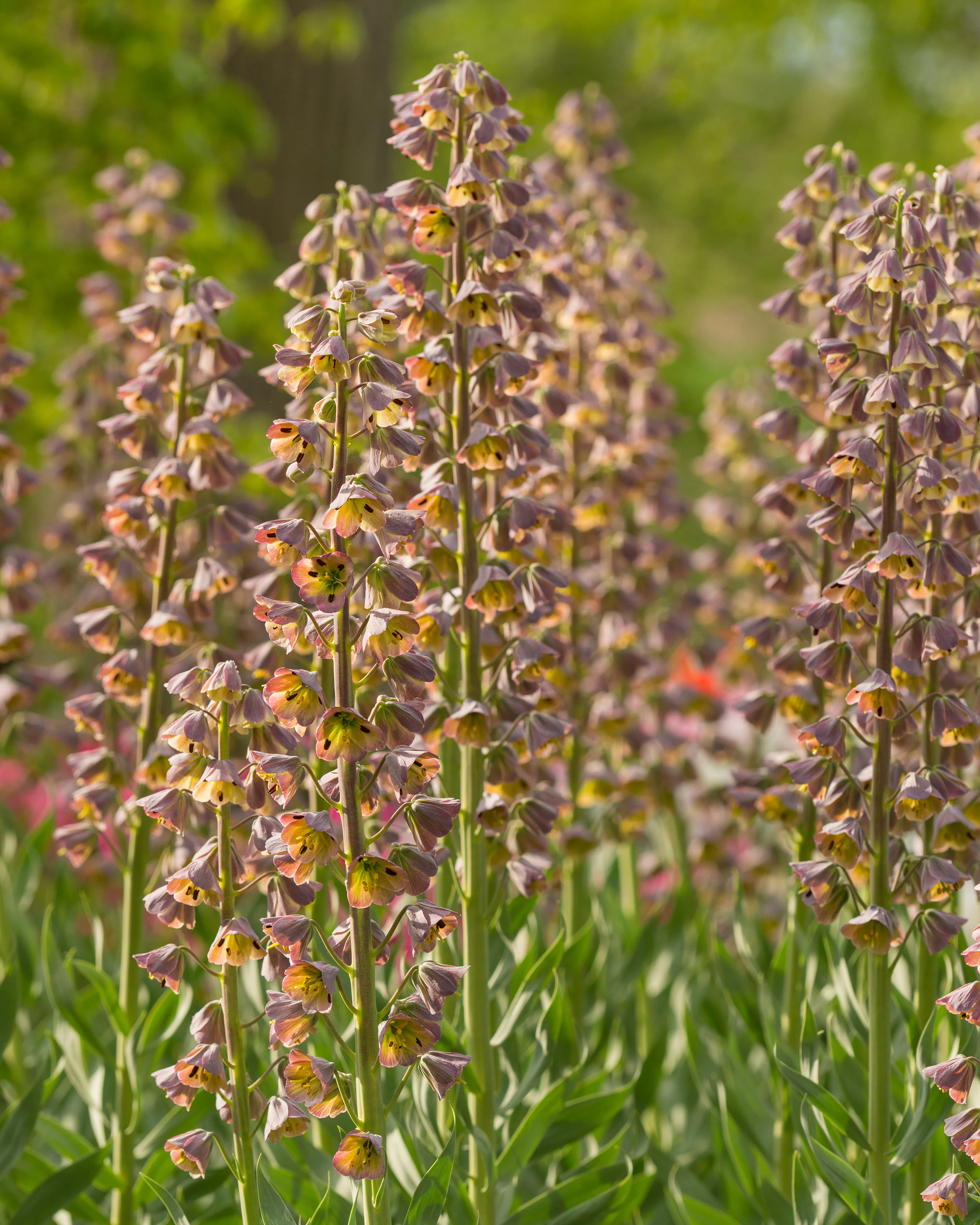 Fritillaria 'Magic Bells' - Image 3
