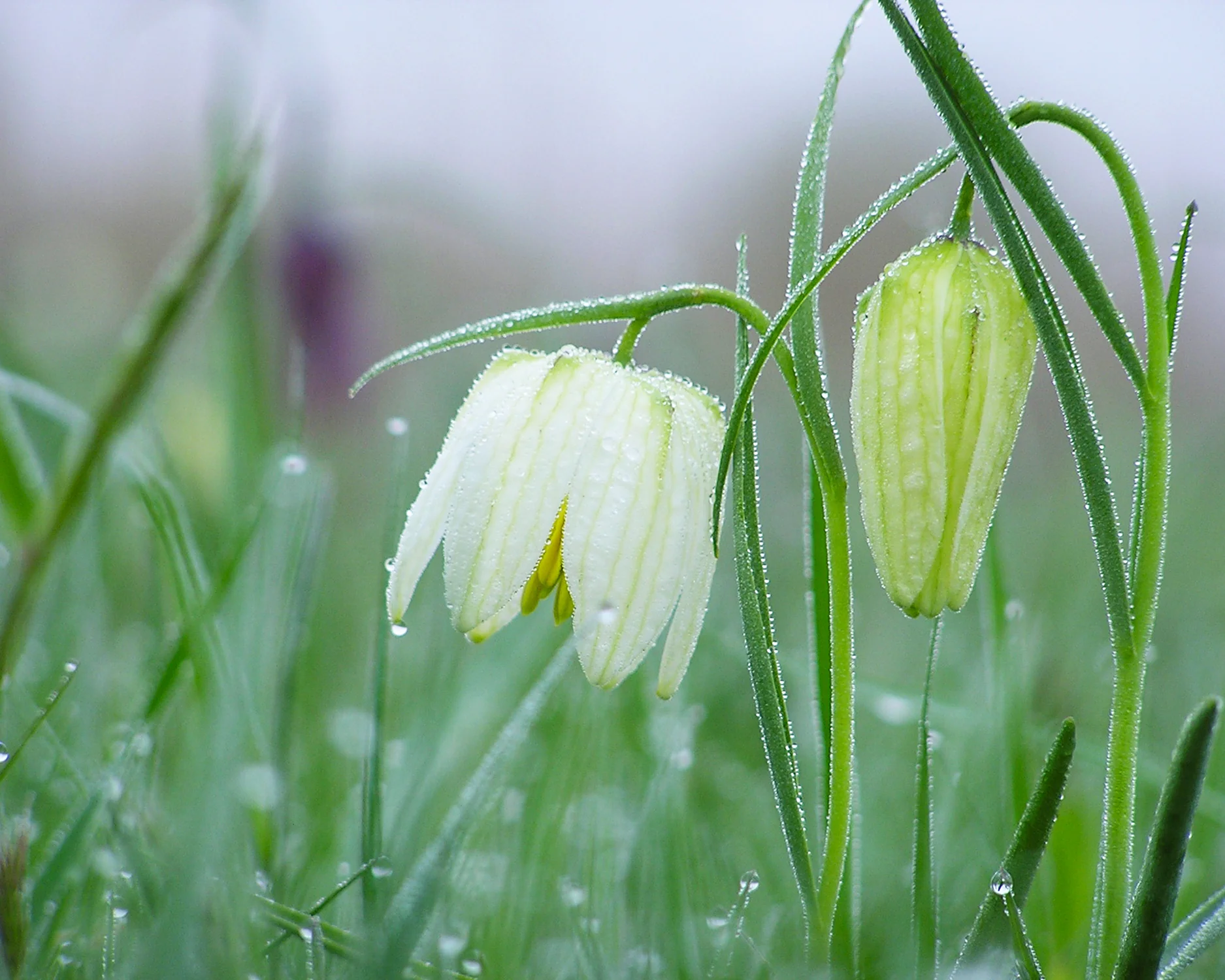 Fritillaria meleagris 'Alba' - Image 10