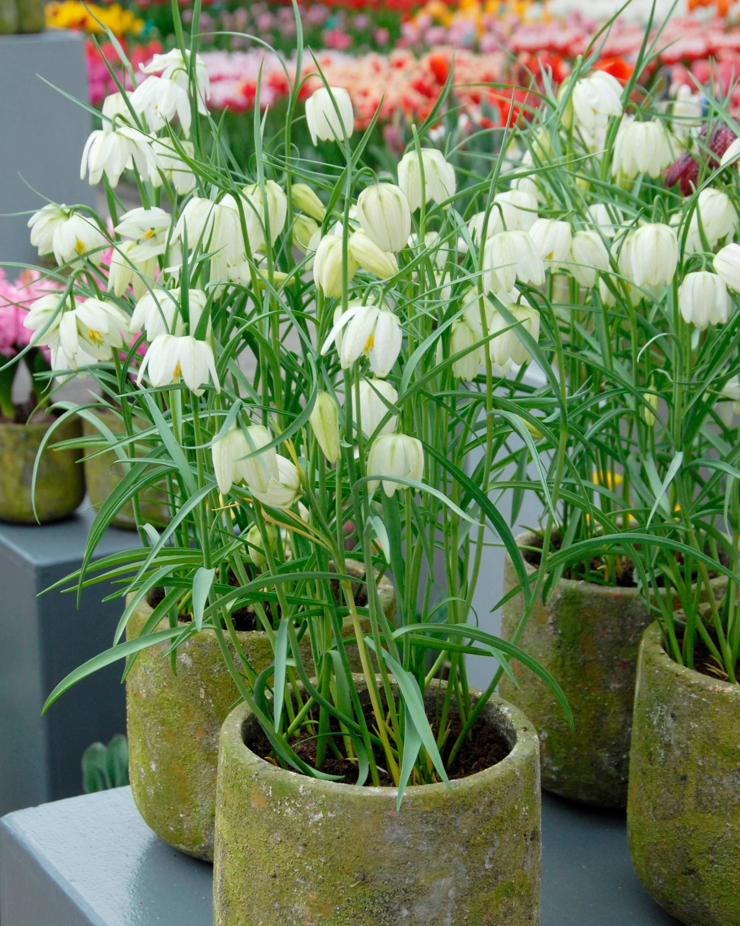 Fritillaria meleagris 'Alba' - Image 4