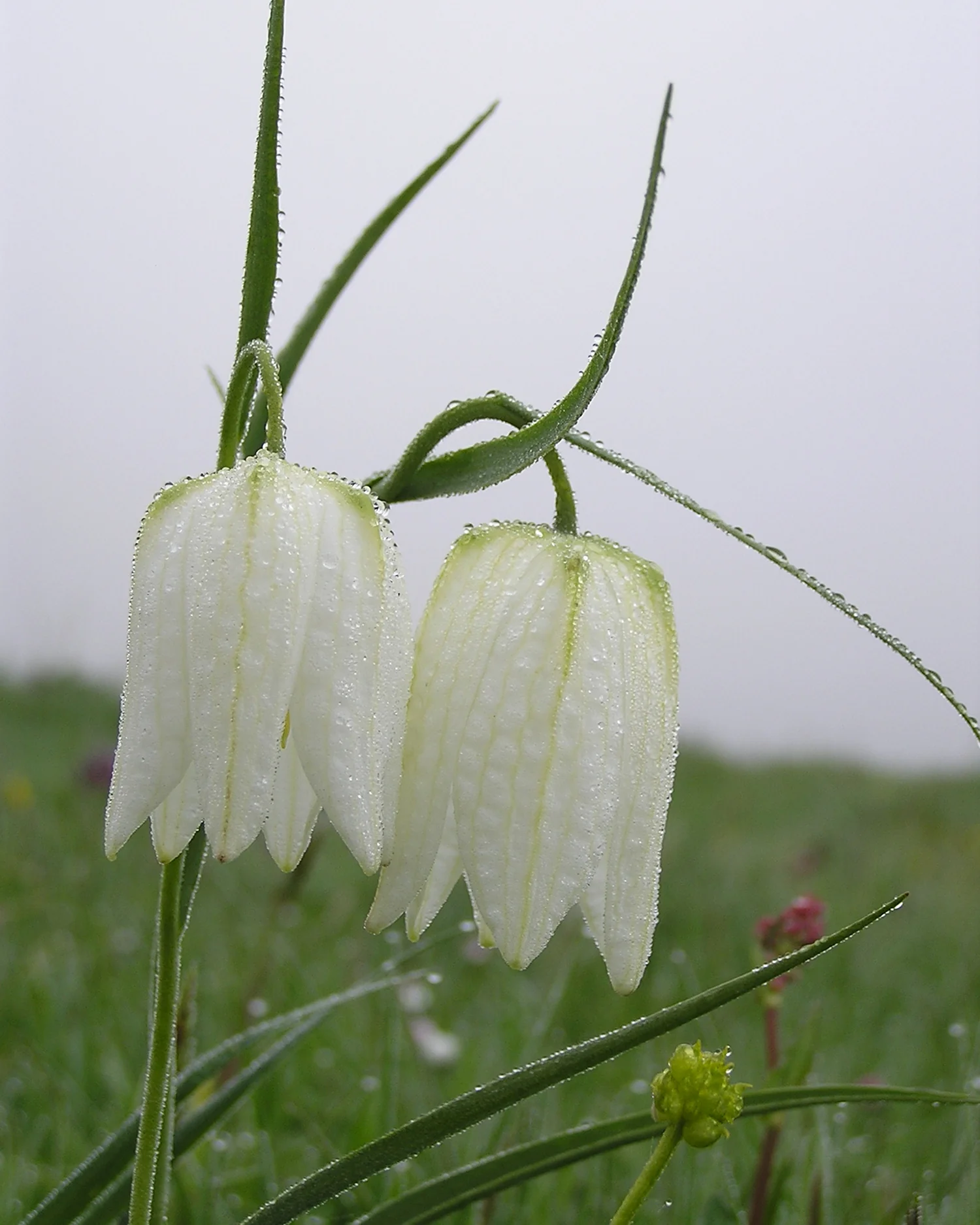 Fritillaria meleagris 'Alba' - Image 5